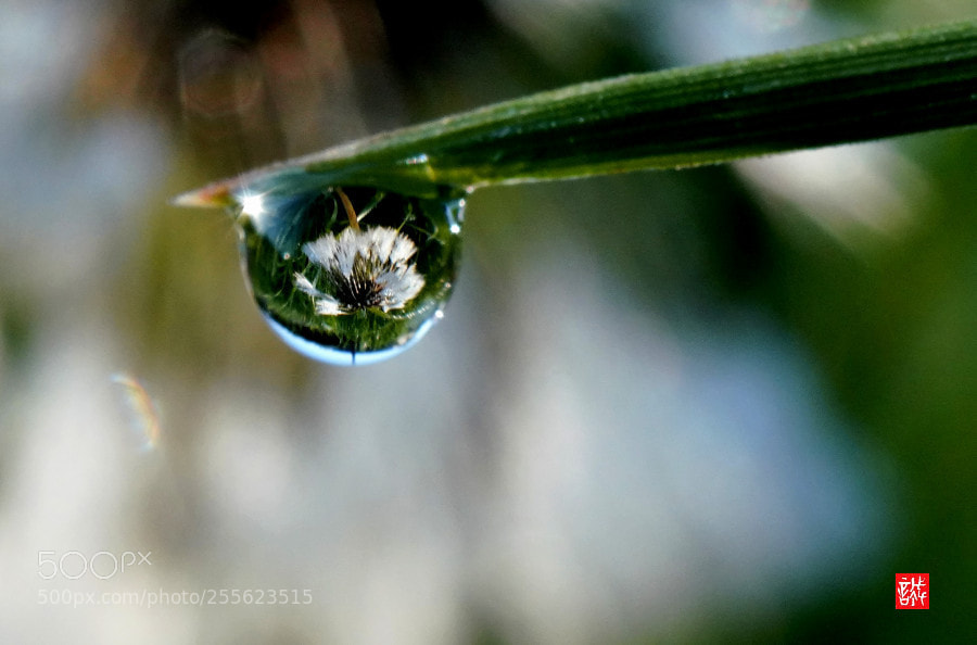Sony a7R III sample photo. Morning dew 0428 photography