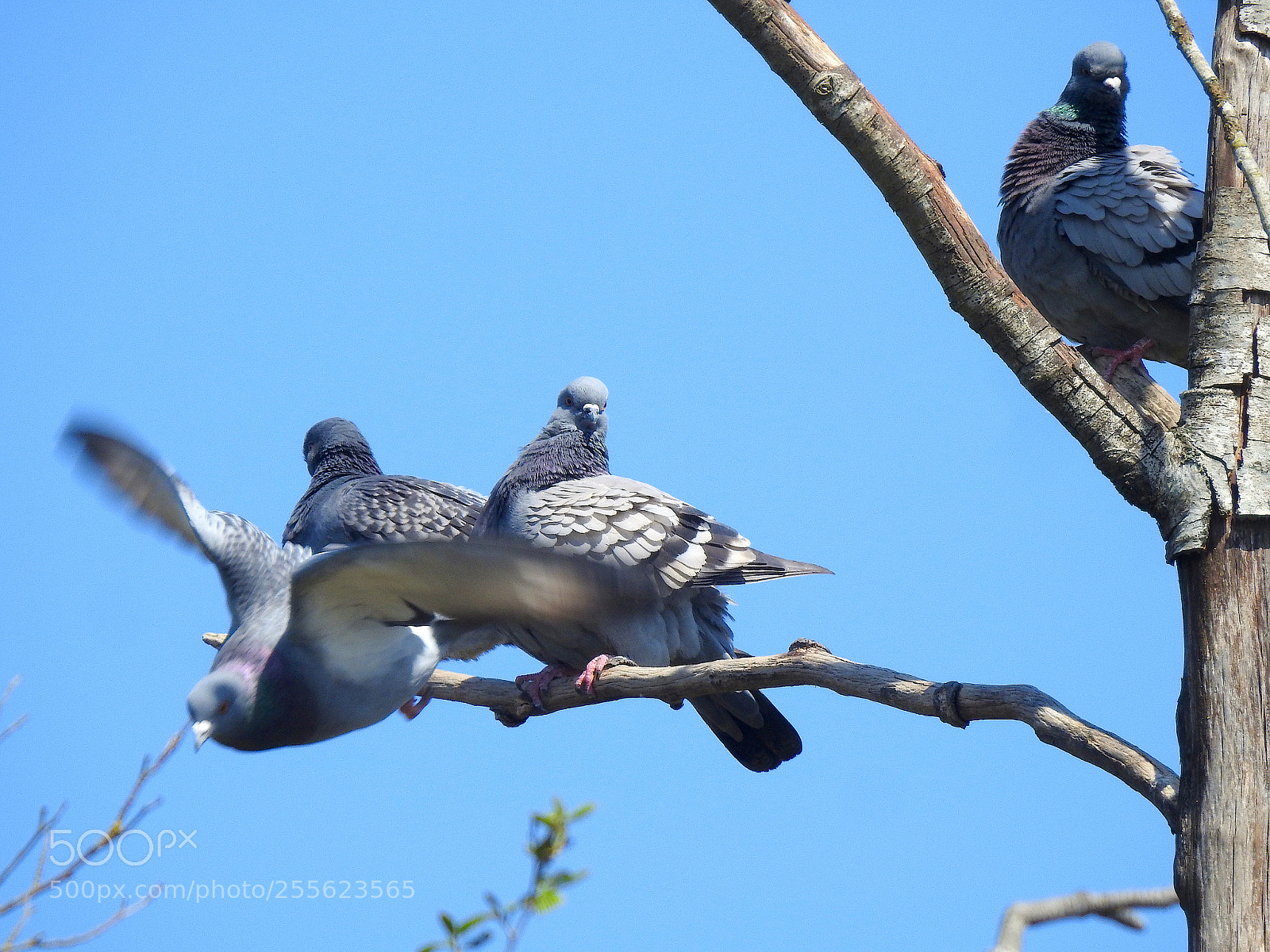 Nikon Coolpix P900 sample photo. Pigeons photography