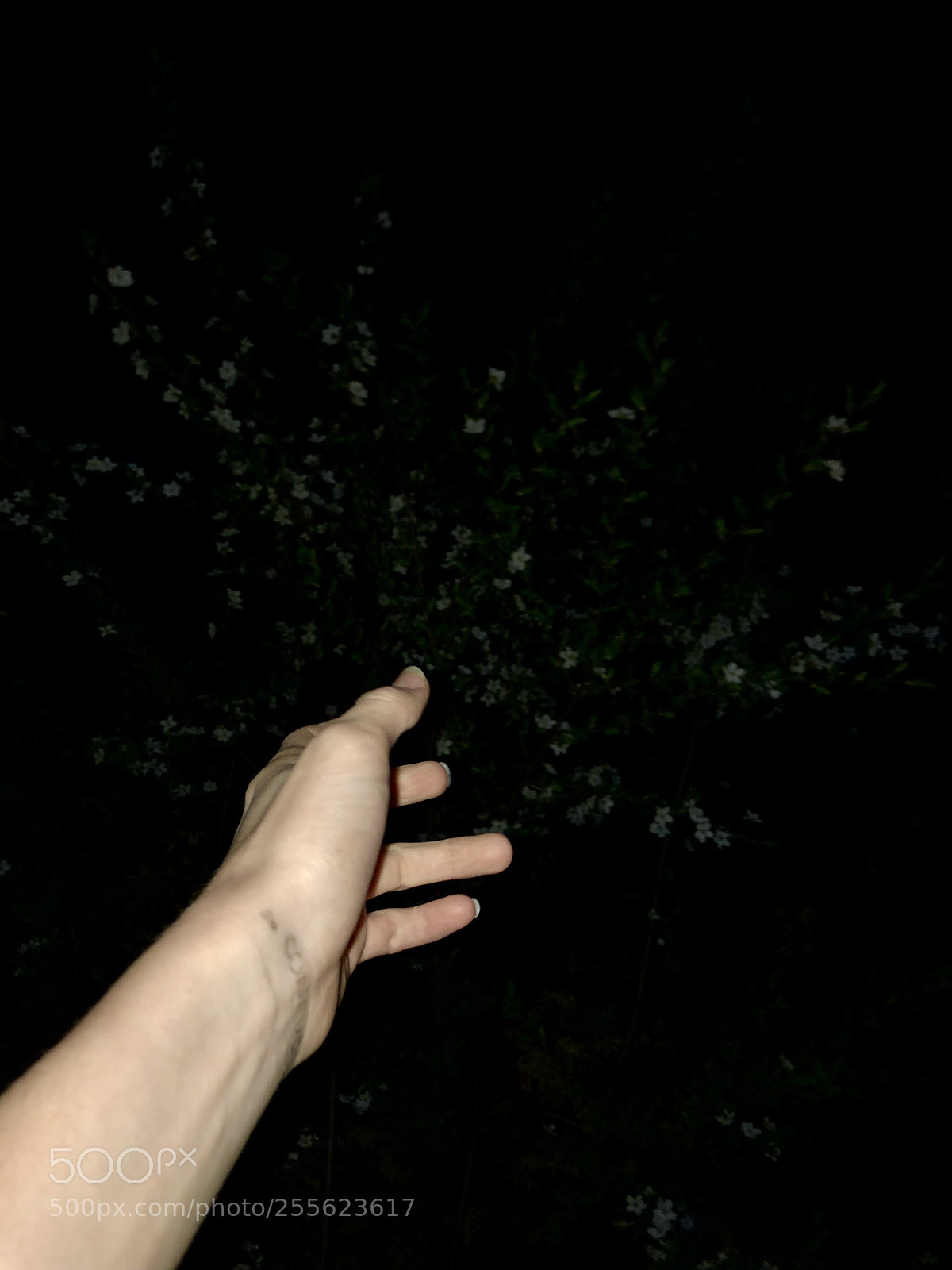 Apple iPhone 8 sample photo. So confused photography