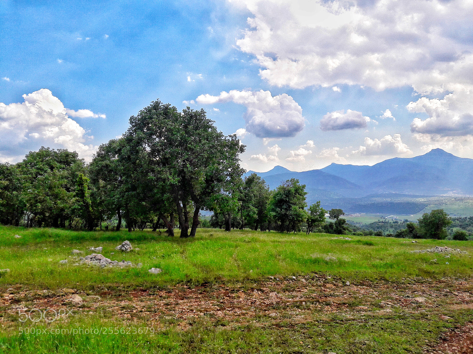 Samsung Galaxy J7 sample photo. Trees and clouds photography