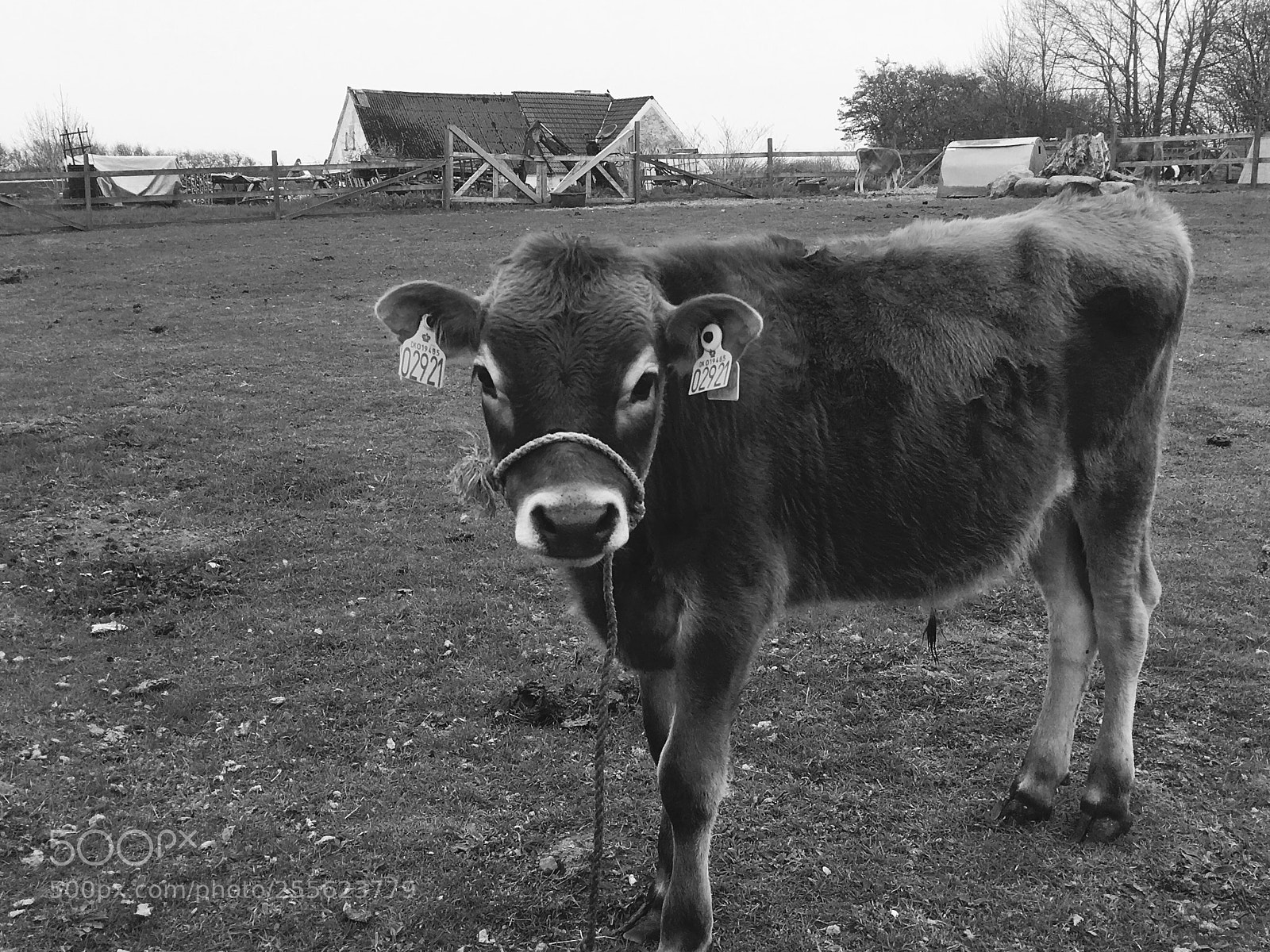 Apple iPhone 6s sample photo. Mooou photography