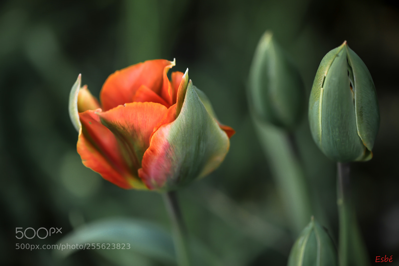 Canon EOS 5D Mark II sample photo. Garden session (2) photography