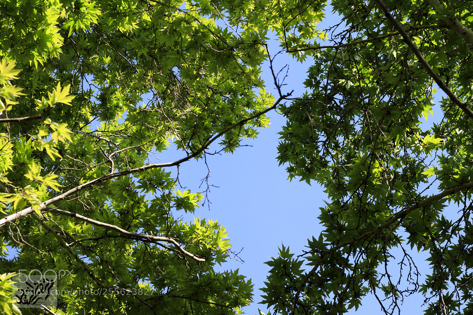 Canon EOS 80D sample photo. Look at sky... photography