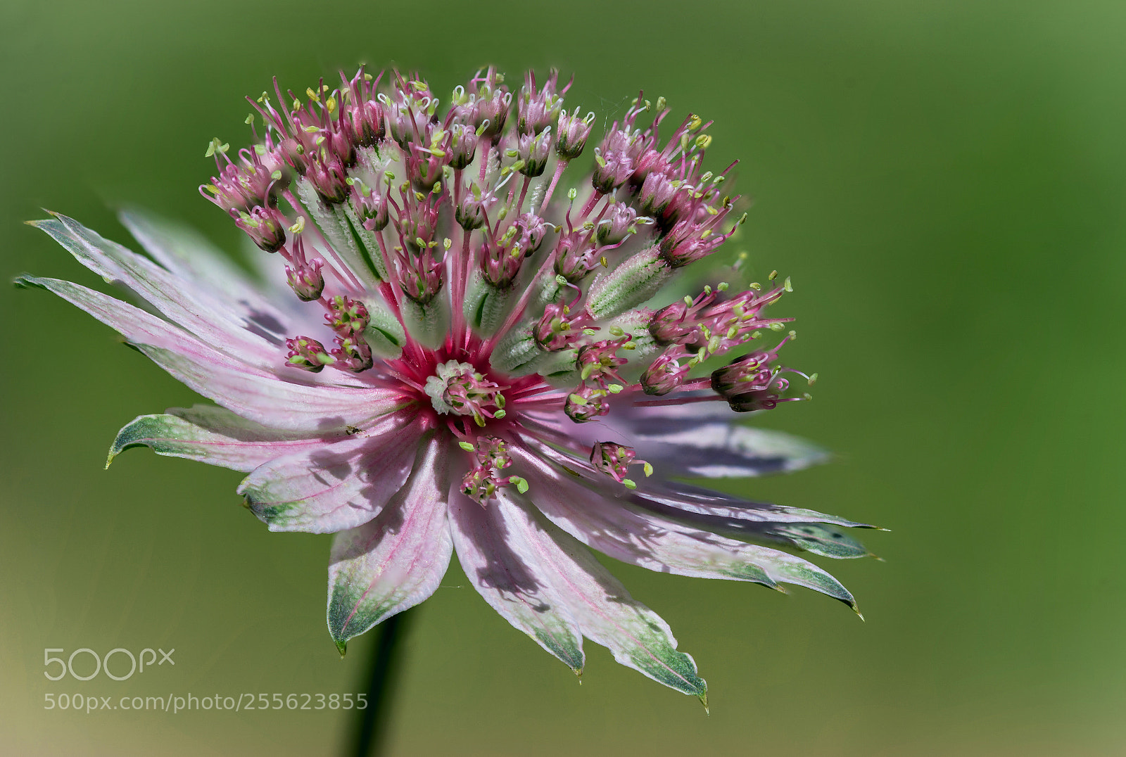 Nikon D610 sample photo. Astrantia major photography
