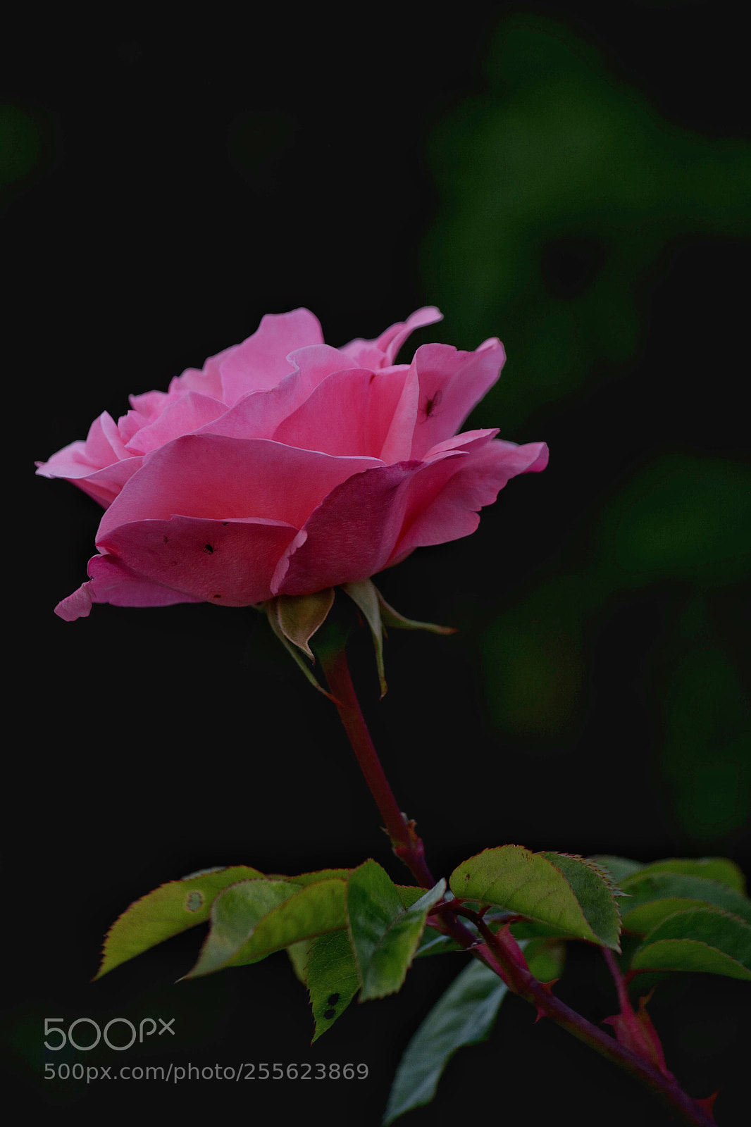 Nikon D5200 sample photo. Untitled photography