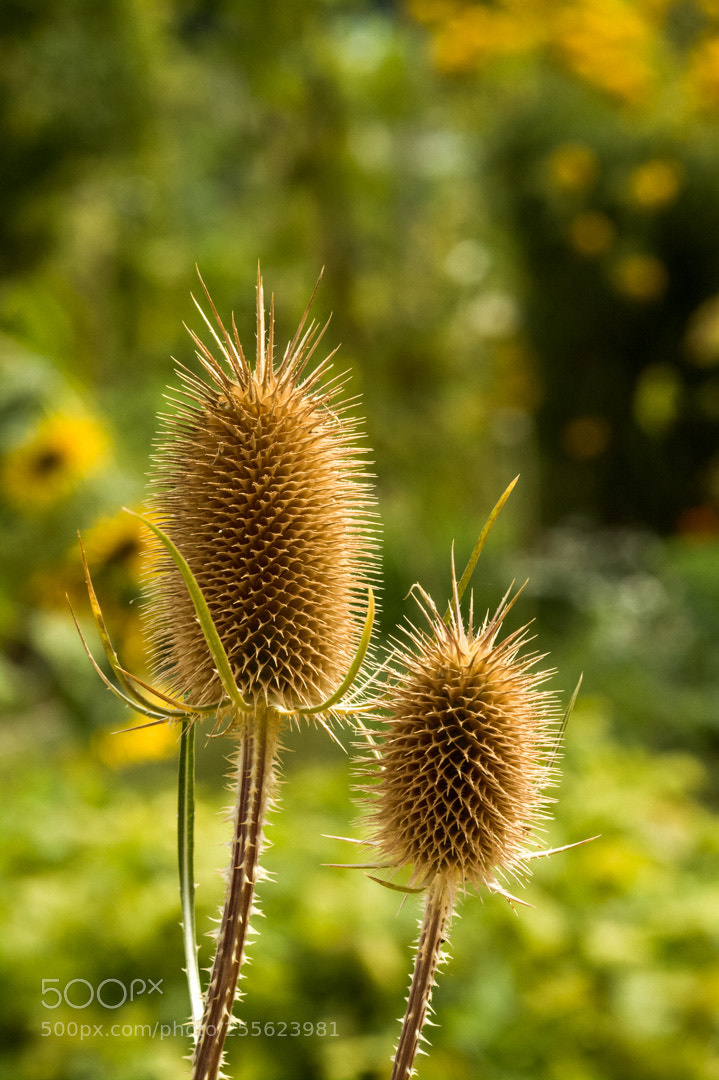Canon EOS 50D sample photo. On the sun photography
