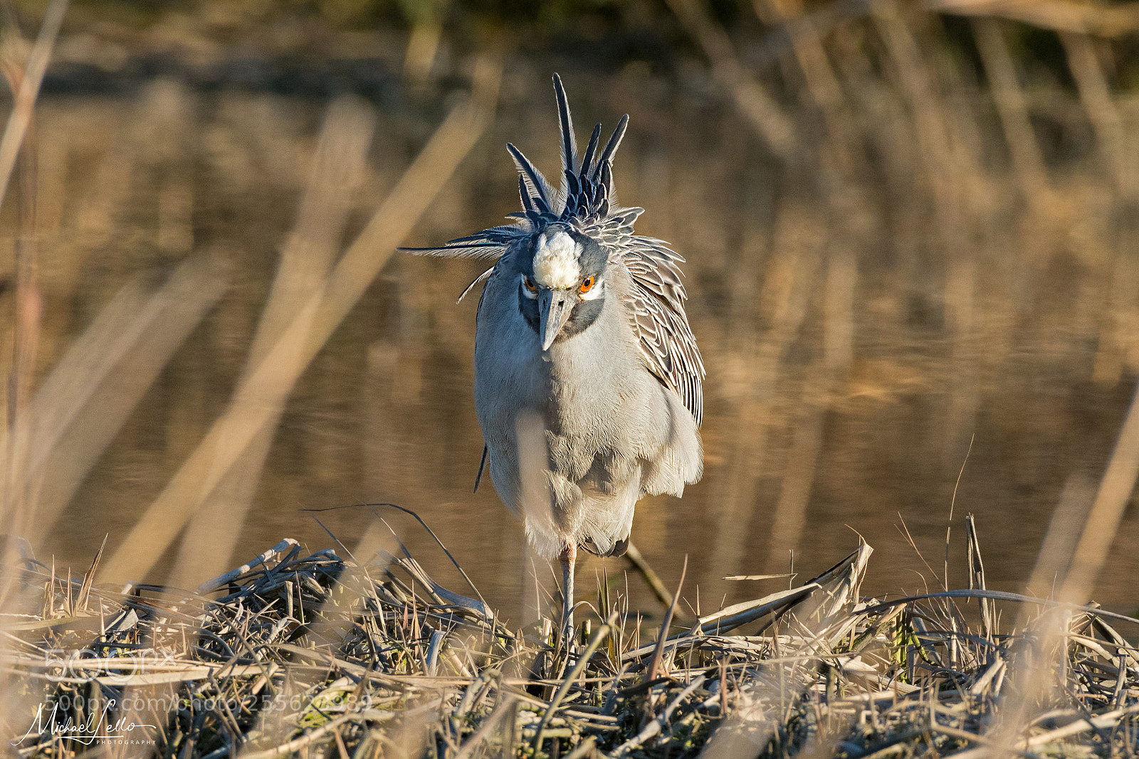 Nikon D500 sample photo. Angry bird photography