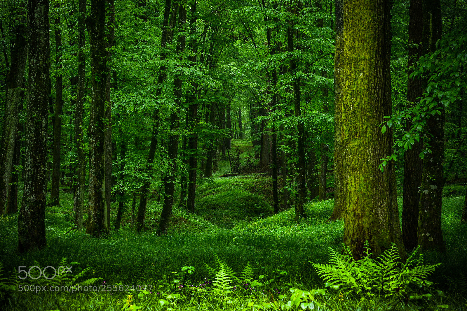 Nikon D5600 sample photo. Tree tunnel path photography