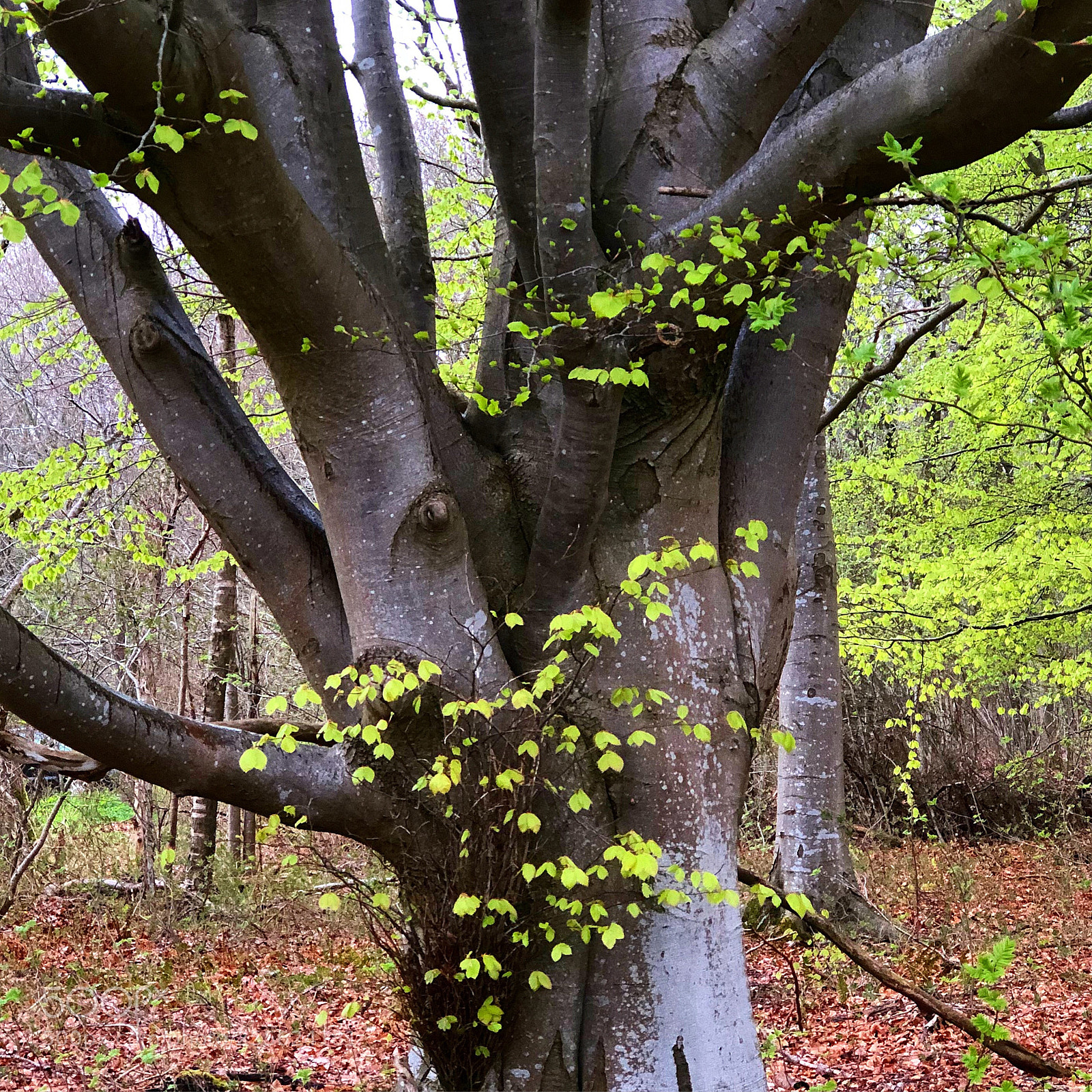 Apple iPhone 8 Plus sample photo. Lovely beech photography