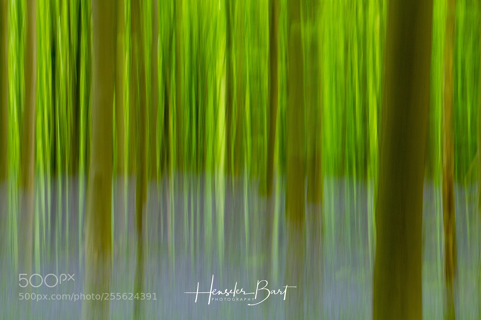 Canon EOS 7D sample photo. Hallerbos (b) - hyacint. photography
