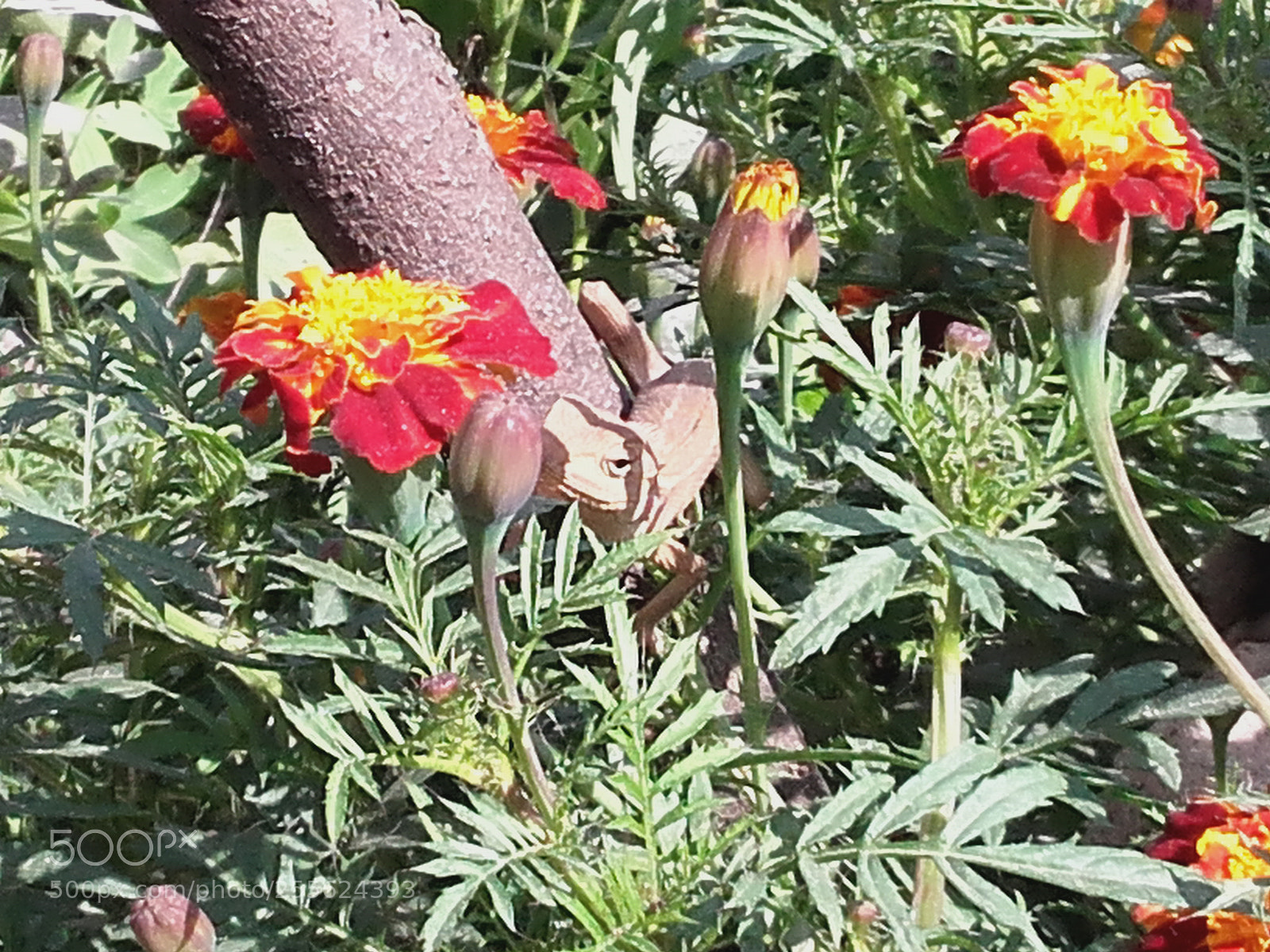 Samsung Galaxy Grand Prime sample photo. Find me..... photography