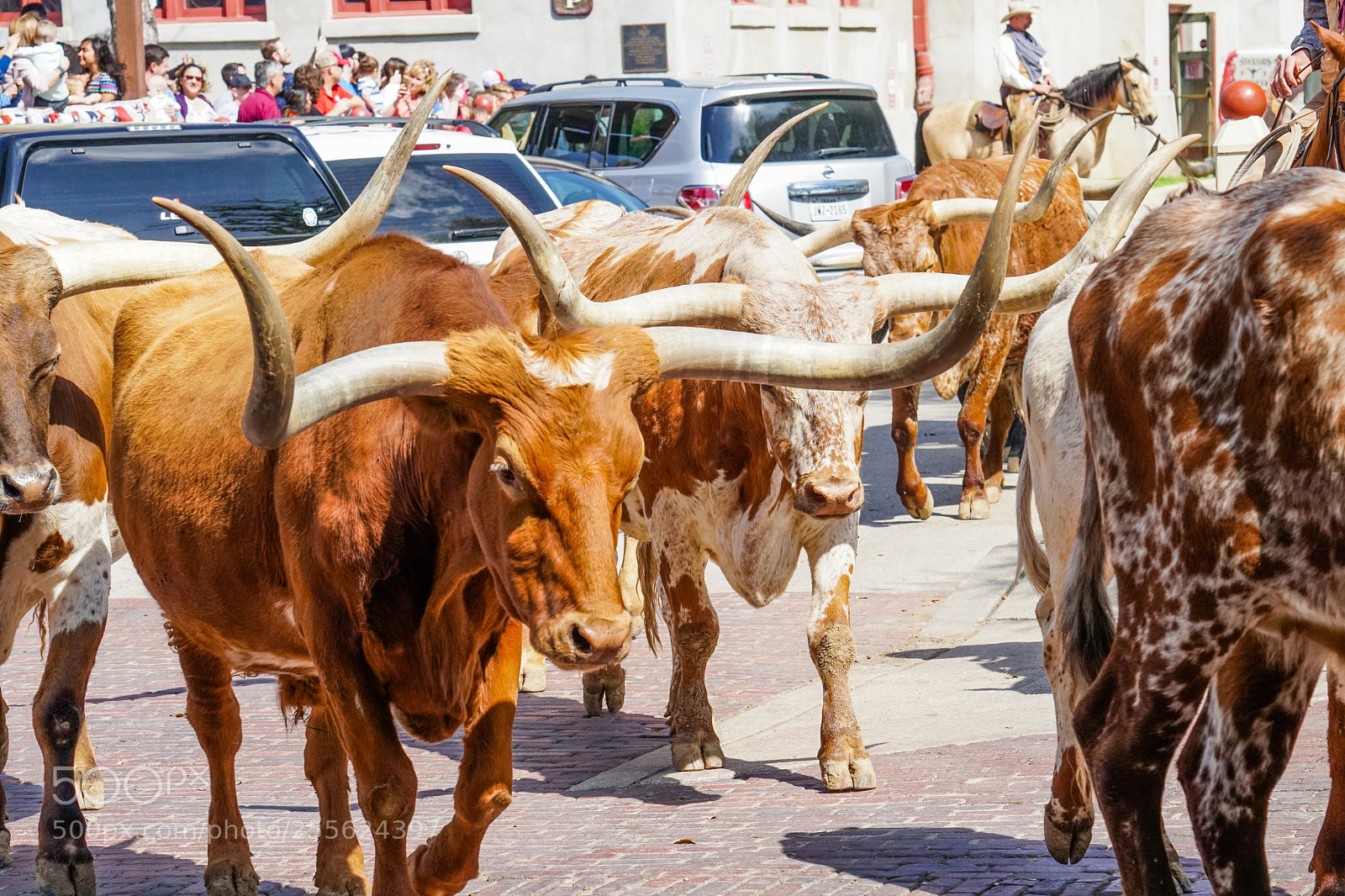 Sony a6500 sample photo. Longhorn parade photography