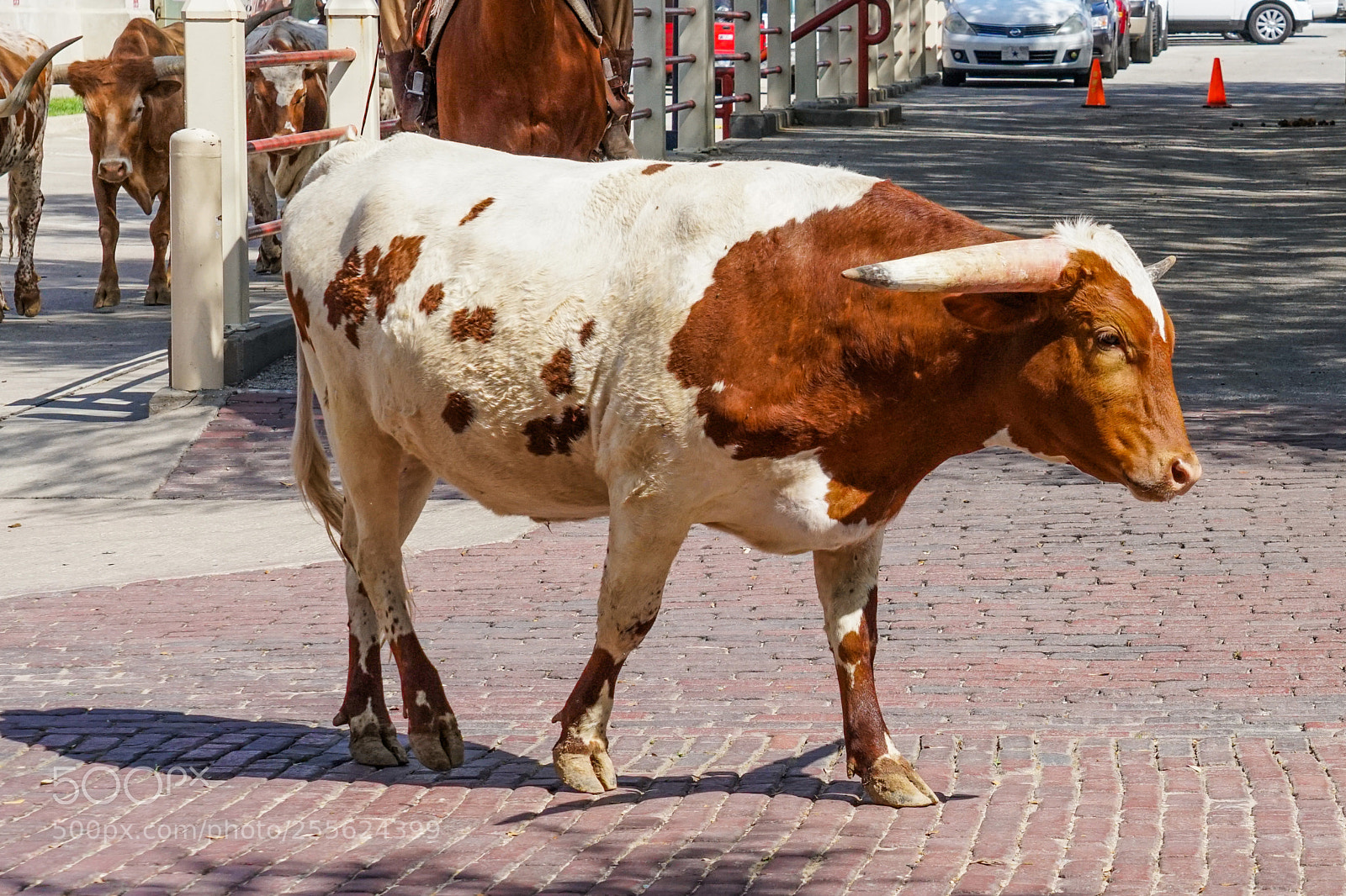 Sony a6500 sample photo. Longhorn parade photography