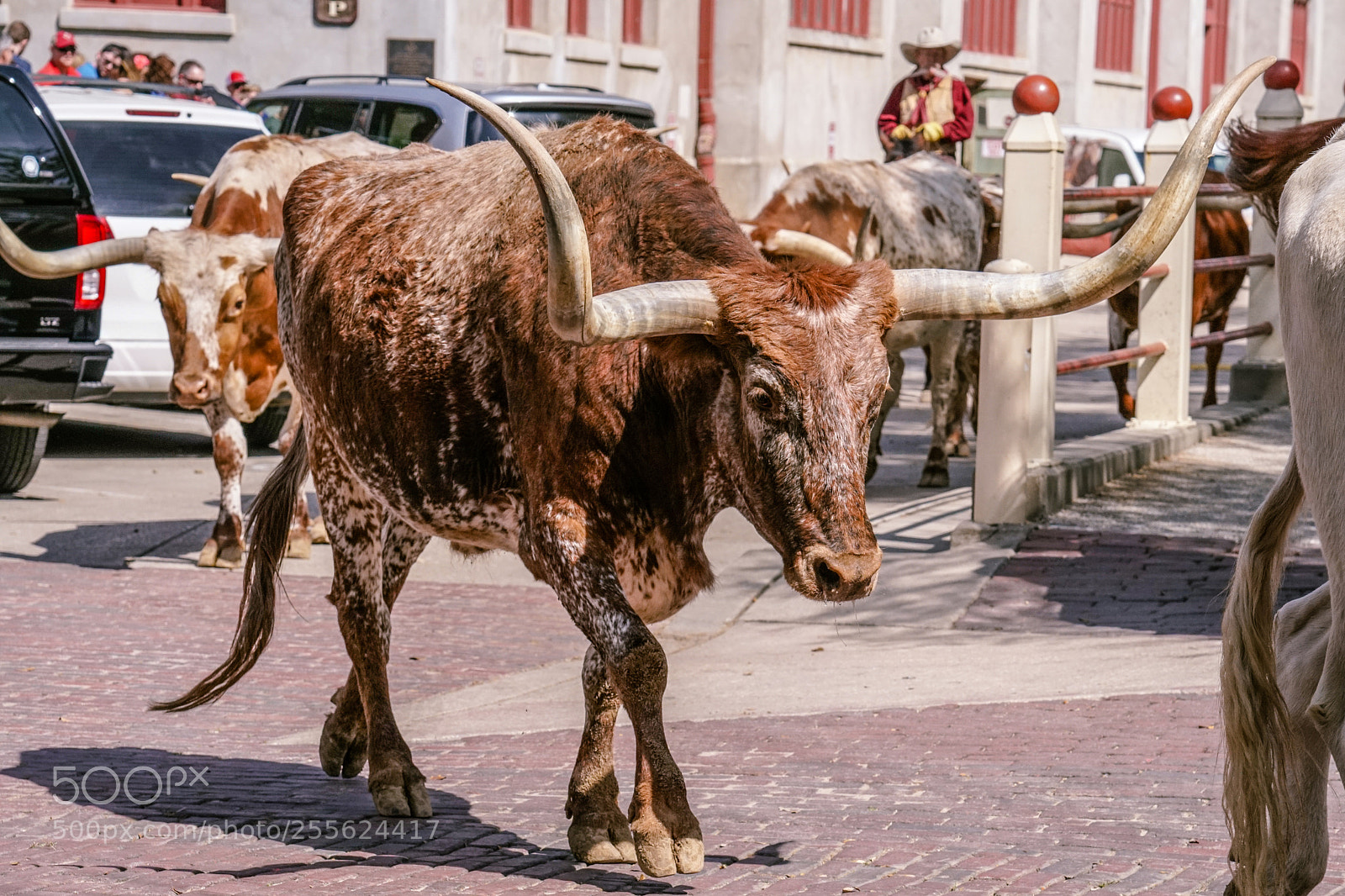 Sony a6500 sample photo. Longhorn parade photography