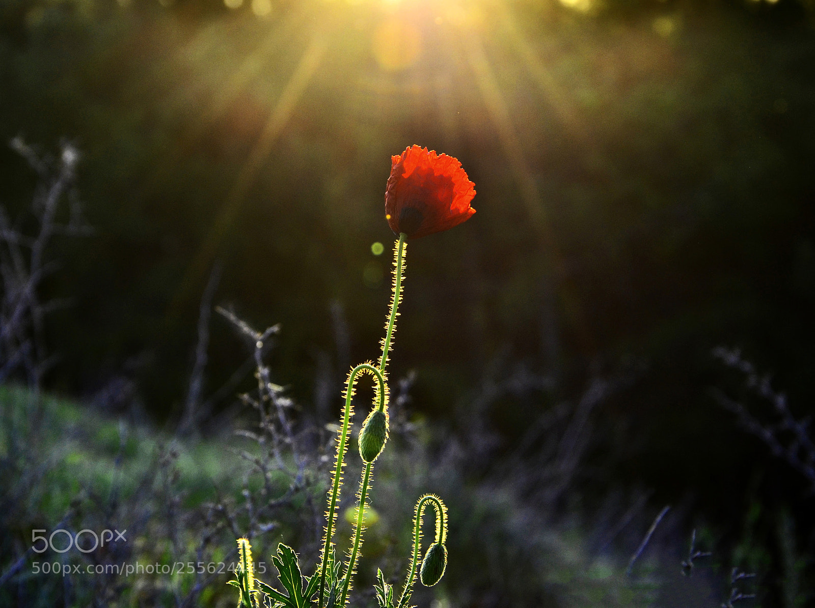 Nikon D7000 sample photo. A sunny morning photography