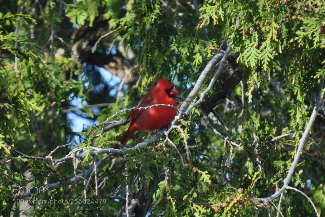 Nikon D5000 sample photo. My special visitor photography