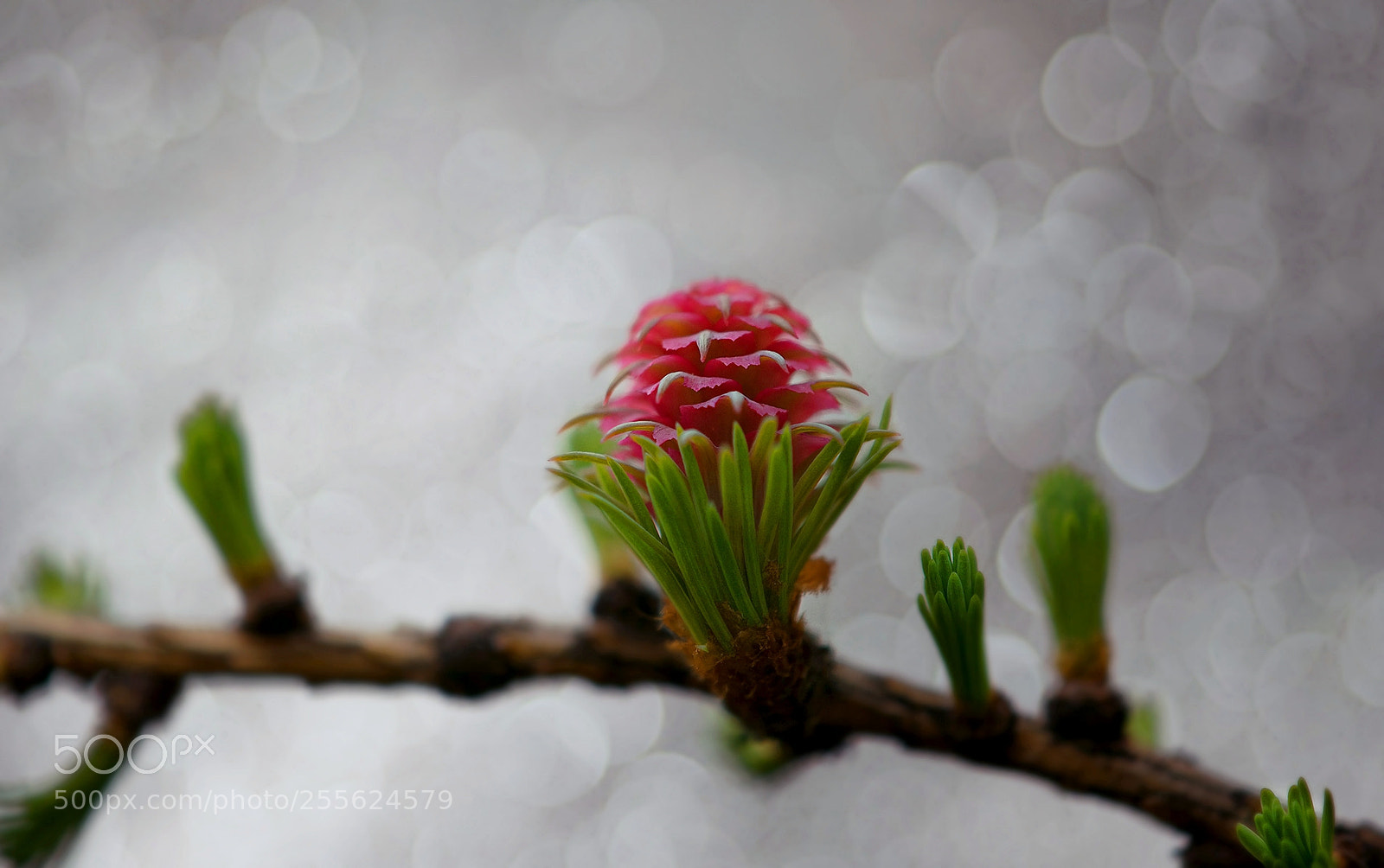 Nikon D3300 sample photo. Веточка лиственницы.twigs of larch photography
