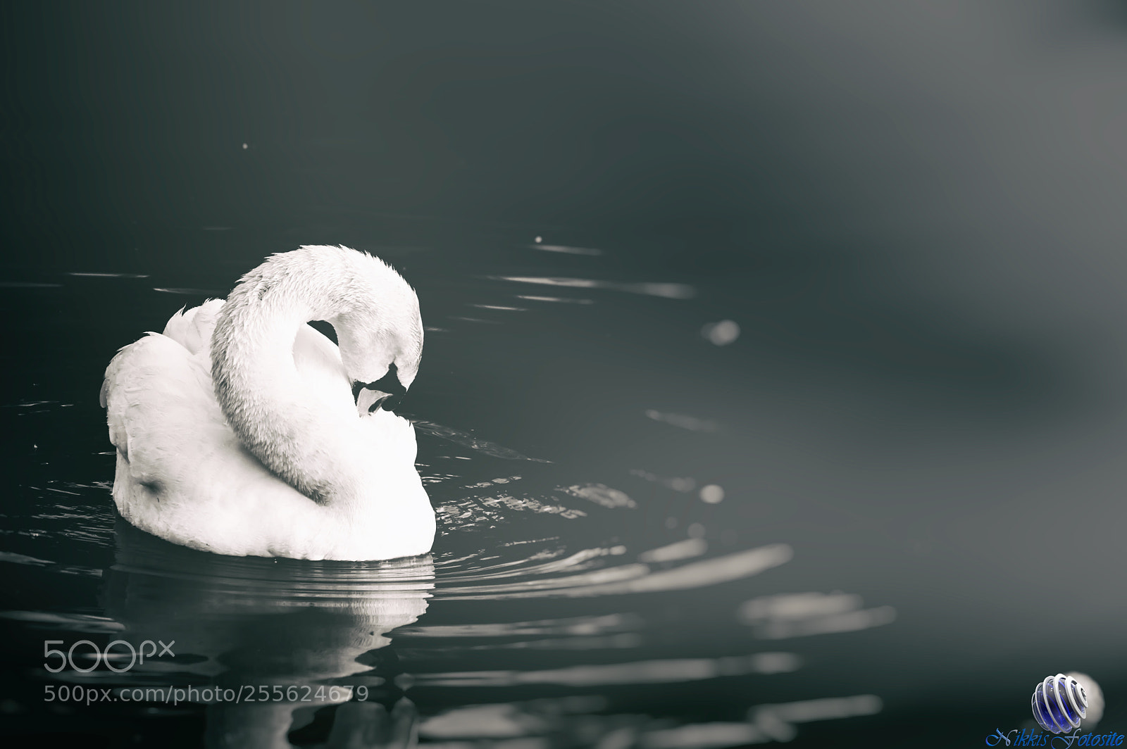 Pentax K-3 II sample photo. Schwan photography