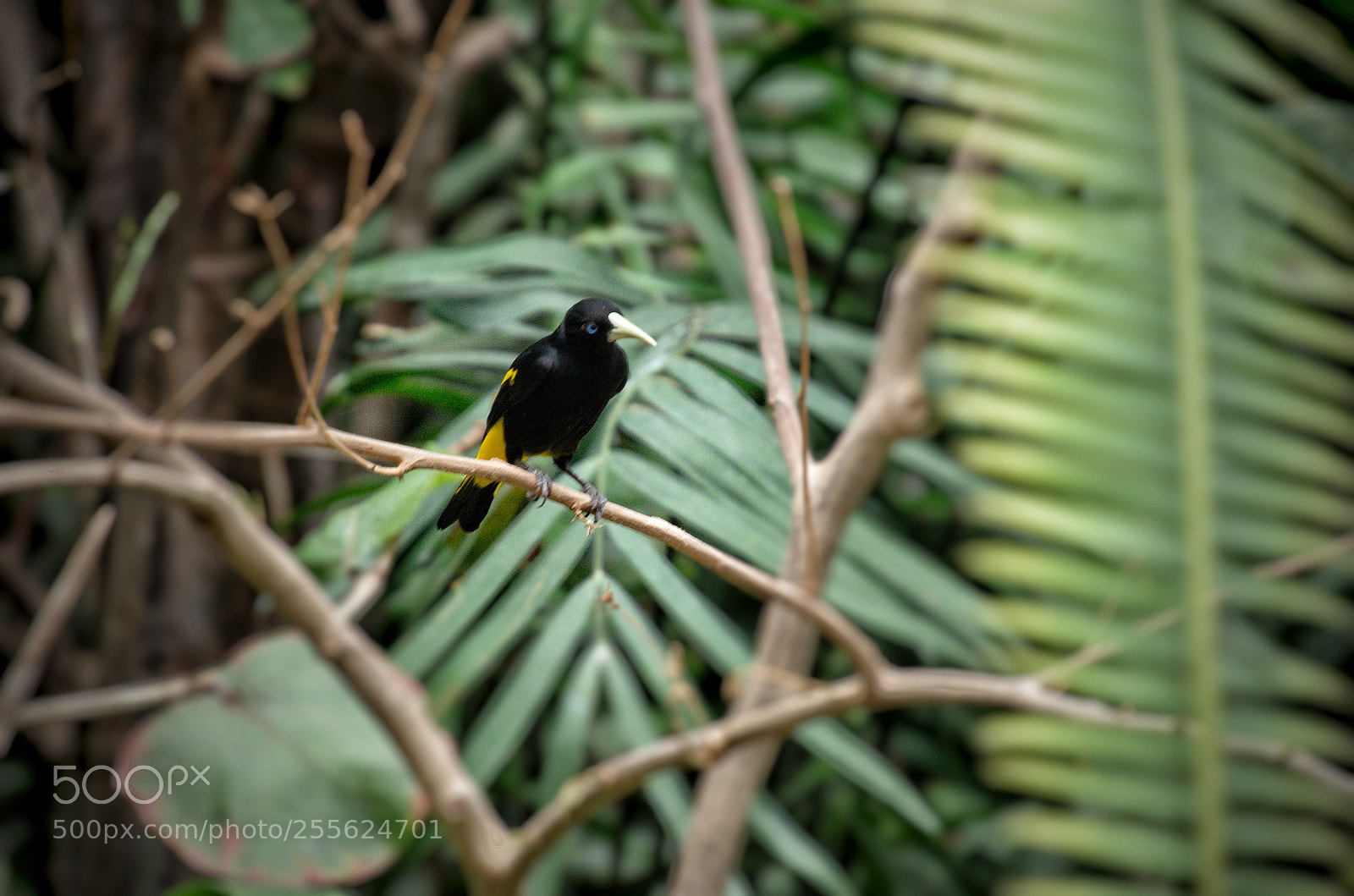 Nikon D5100 sample photo. Black bird photography