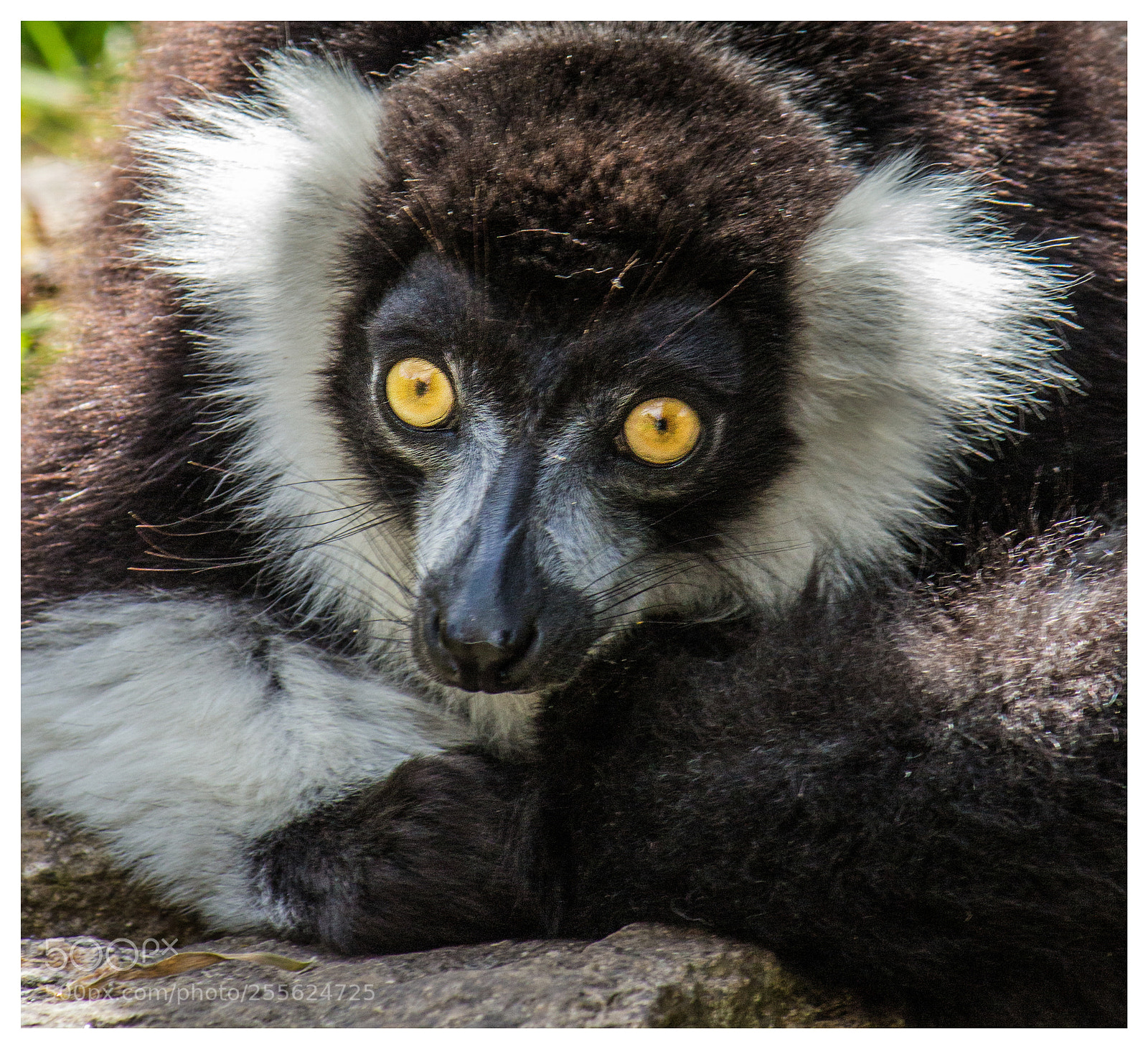 Canon EOS 650D (EOS Rebel T4i / EOS Kiss X6i) sample photo. Black-and-white ruffed lemur photography