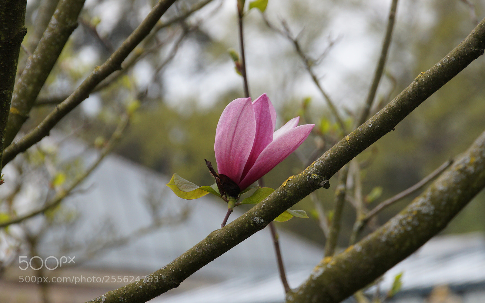 Sony SLT-A58 sample photo. The last magnolia of photography