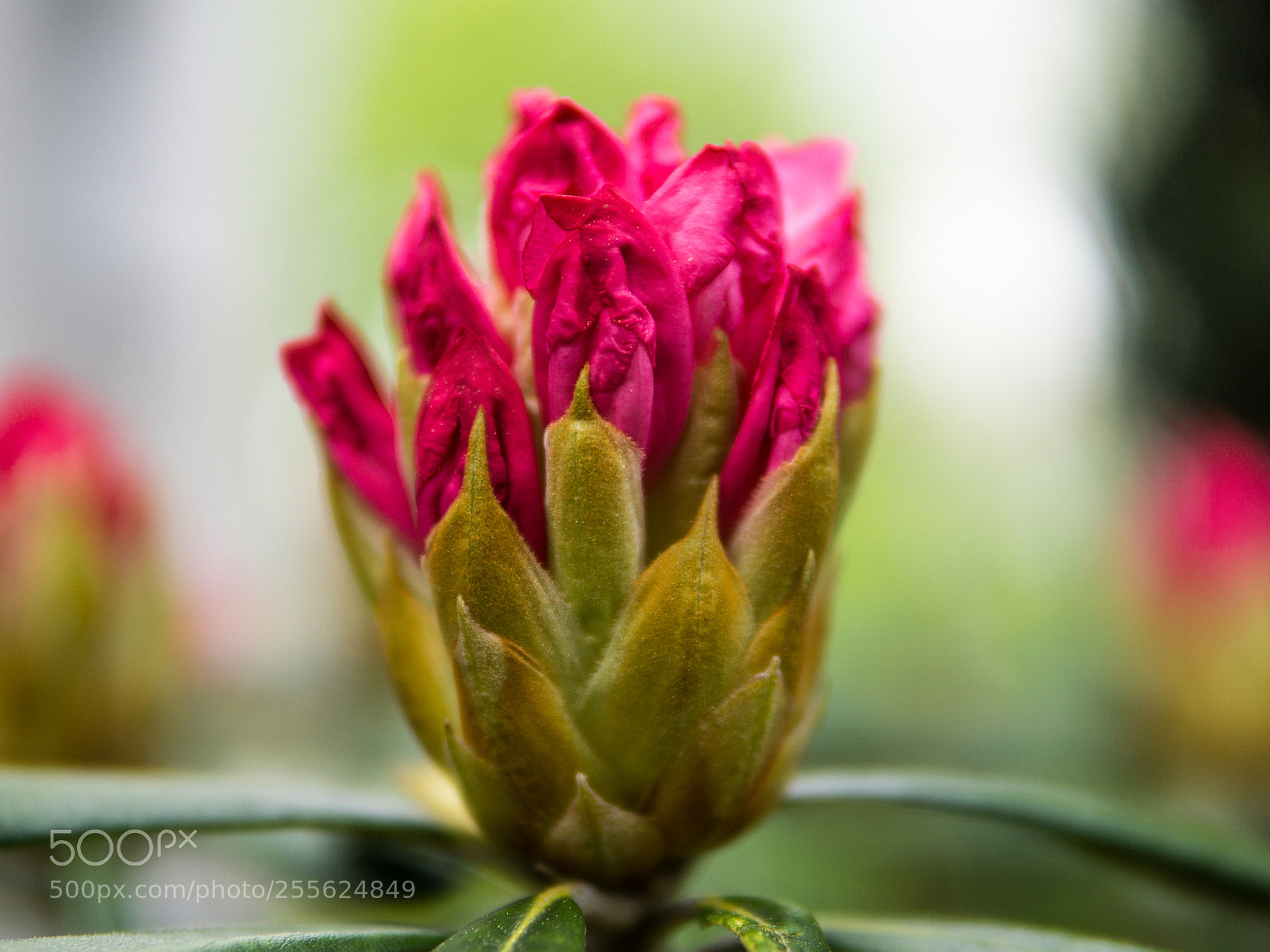 Sony a6000 sample photo. The beautiful blossom photography
