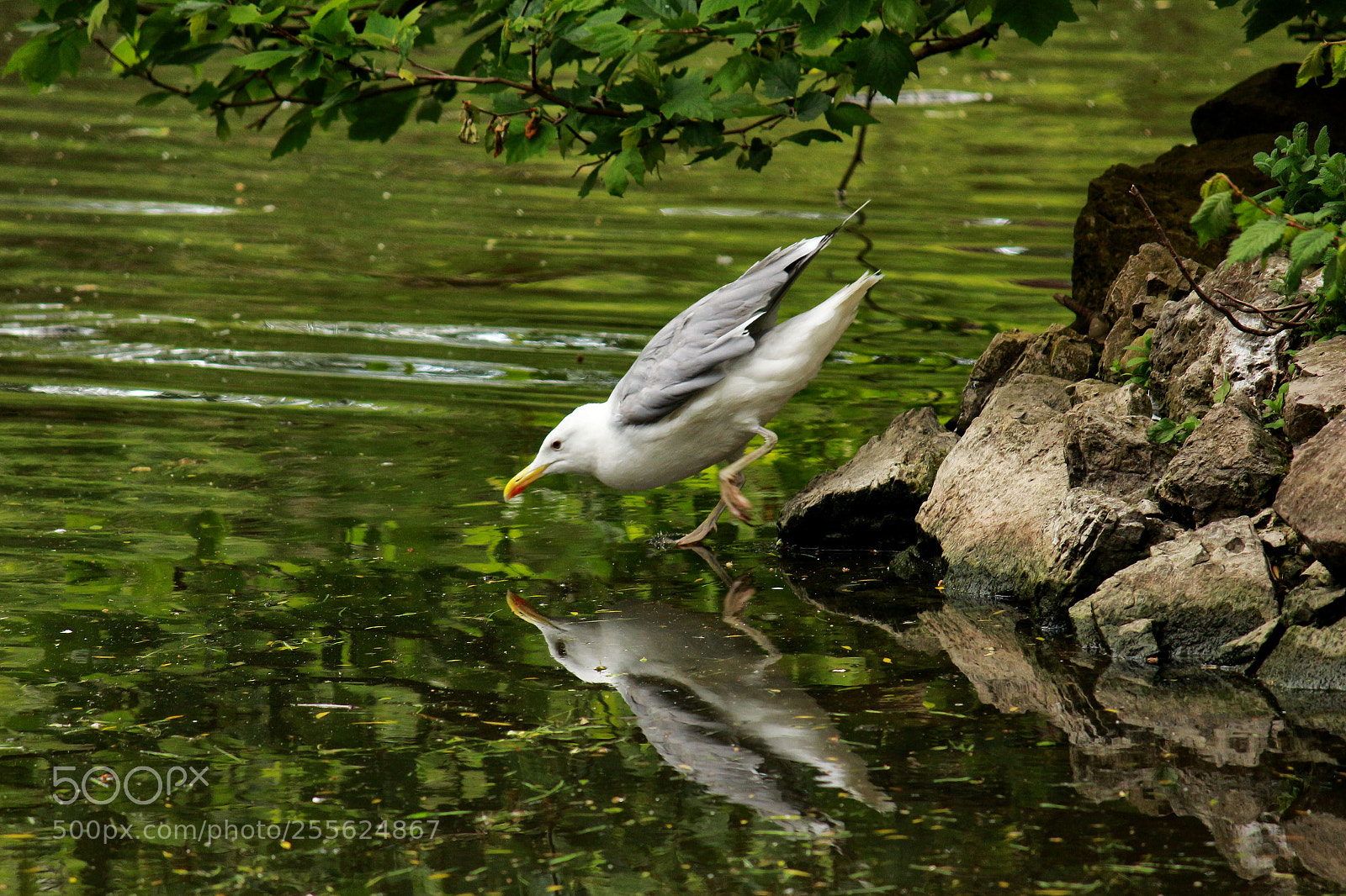 Canon EOS 700D (EOS Rebel T5i / EOS Kiss X7i) sample photo. Sobre el agua photography