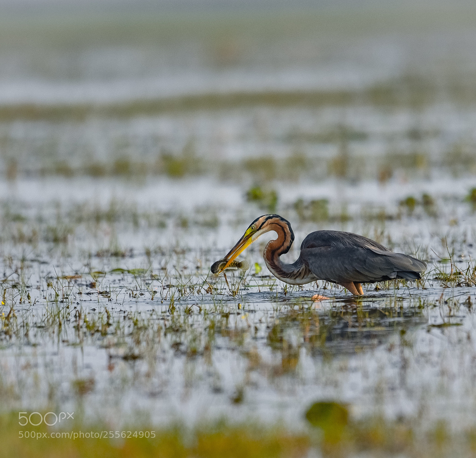 Nikon D500 sample photo. Purple heron with a photography
