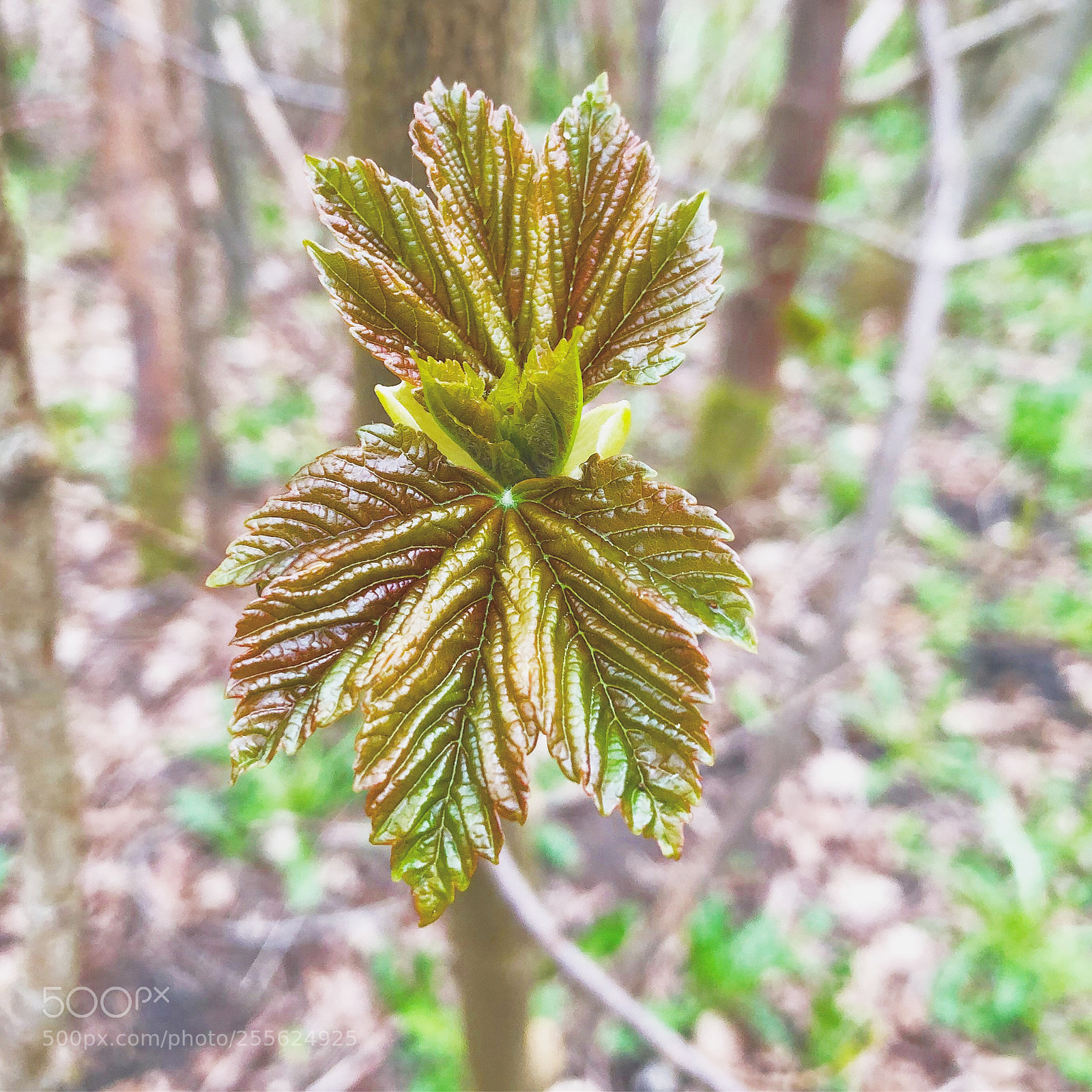 Apple iPhone 8 Plus sample photo. Leafs of spring photography