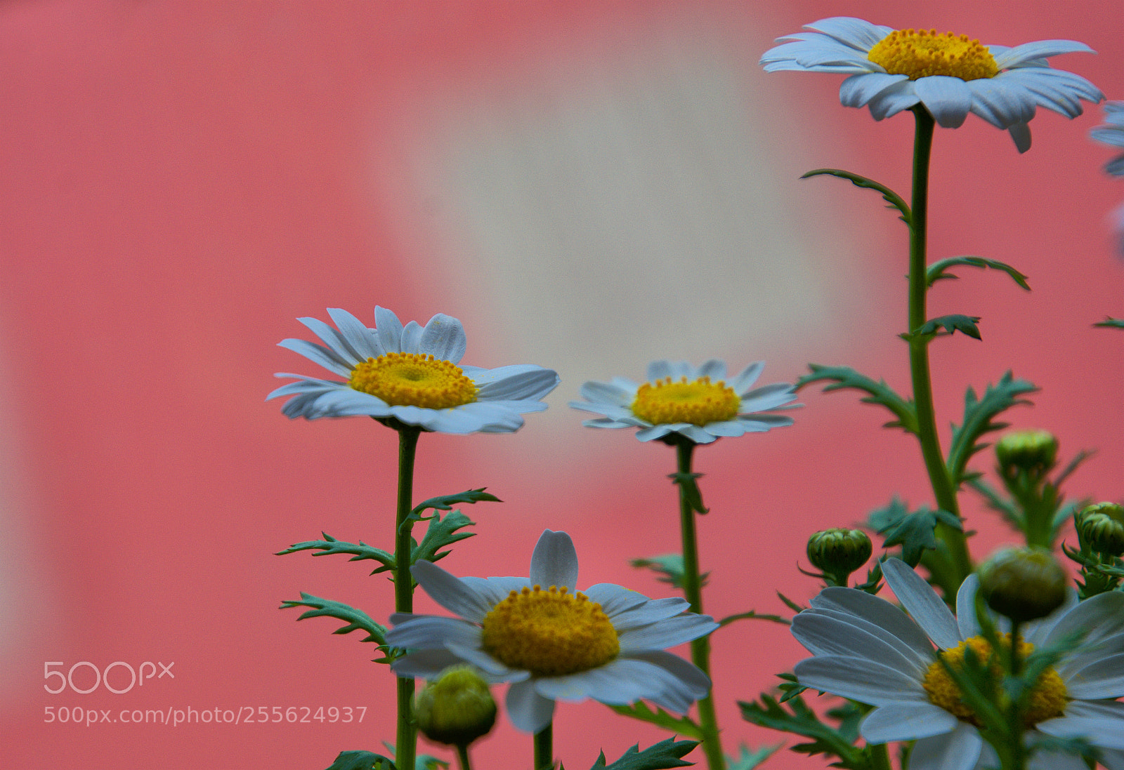Nikon D7200 sample photo. + primavera photography