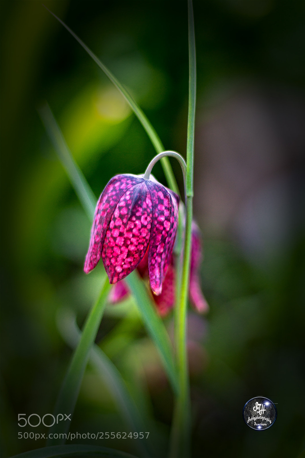 Canon EOS 60D sample photo. Schachbrett blume photography