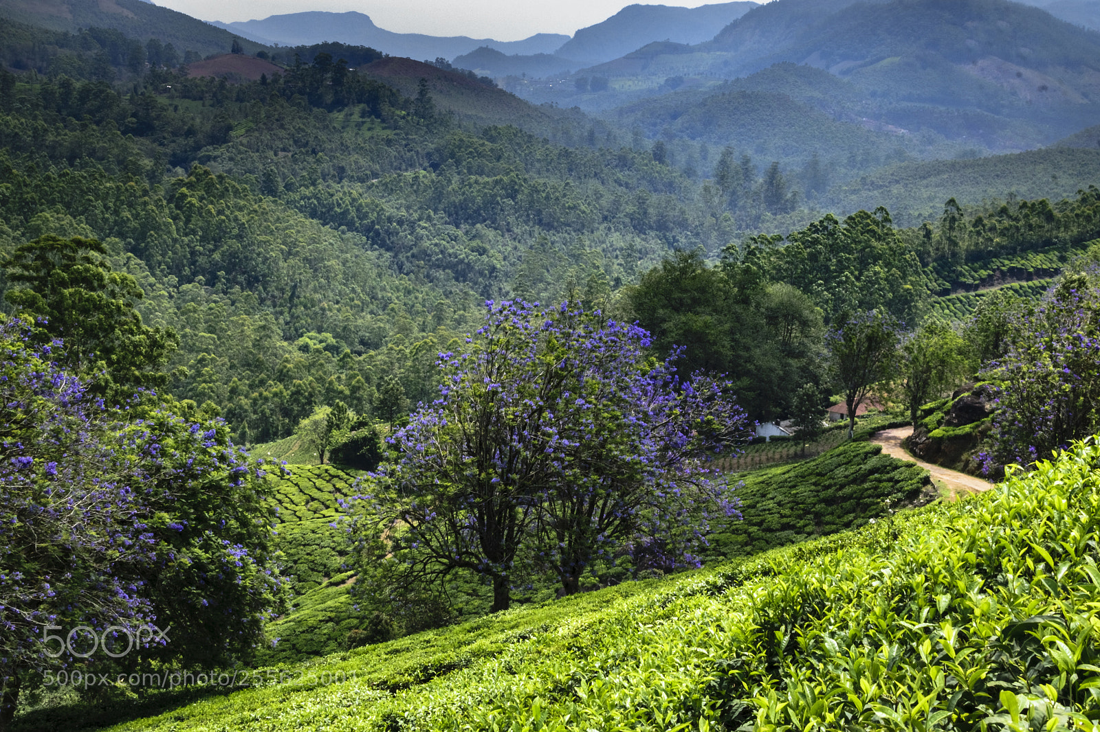 Nikon D5300 sample photo. Tea estate photography