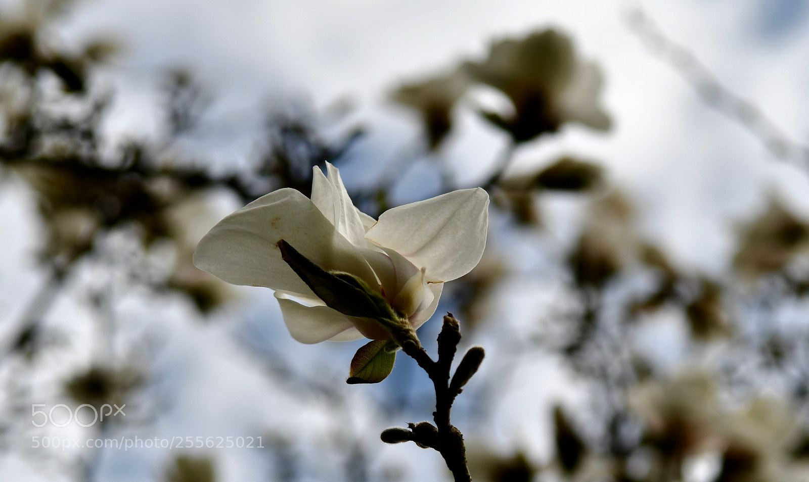 Nikon D500 sample photo. Untitled photography