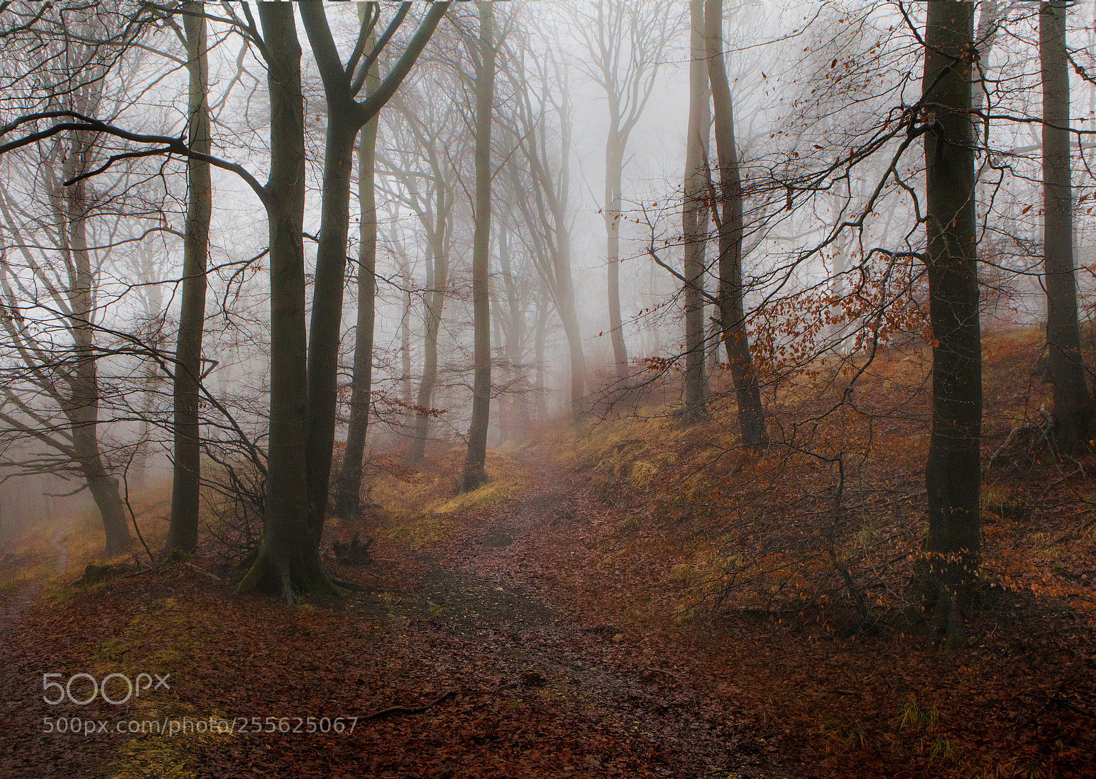 Canon EOS 5D Mark II sample photo. Into the misty woods photography