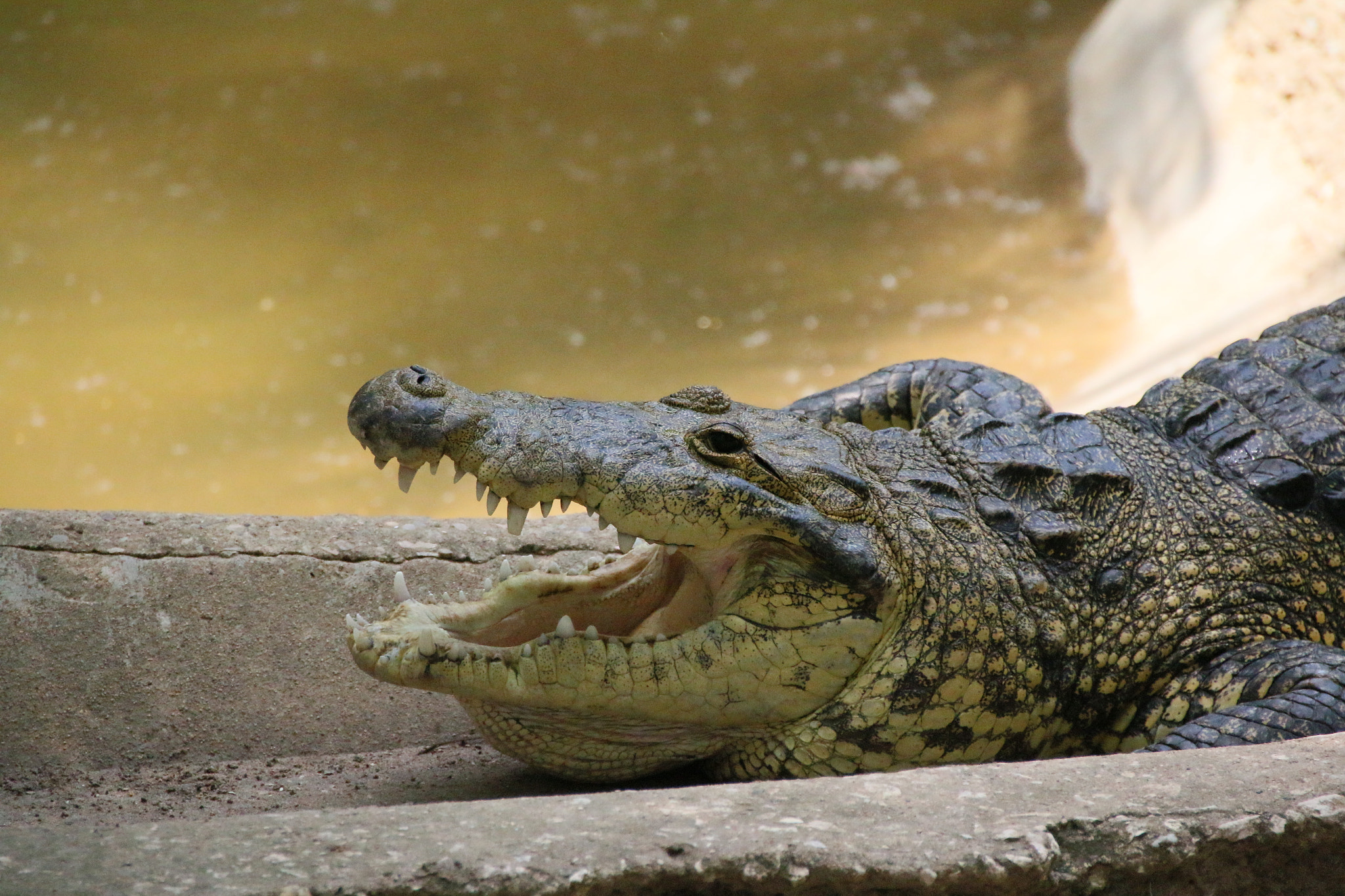 Canon EOS 70D sample photo. Crocodile photography