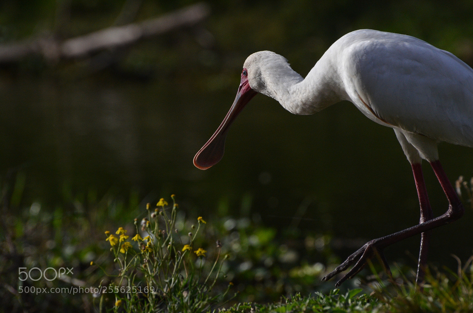 Nikon D7000 sample photo. Spoonbill photography