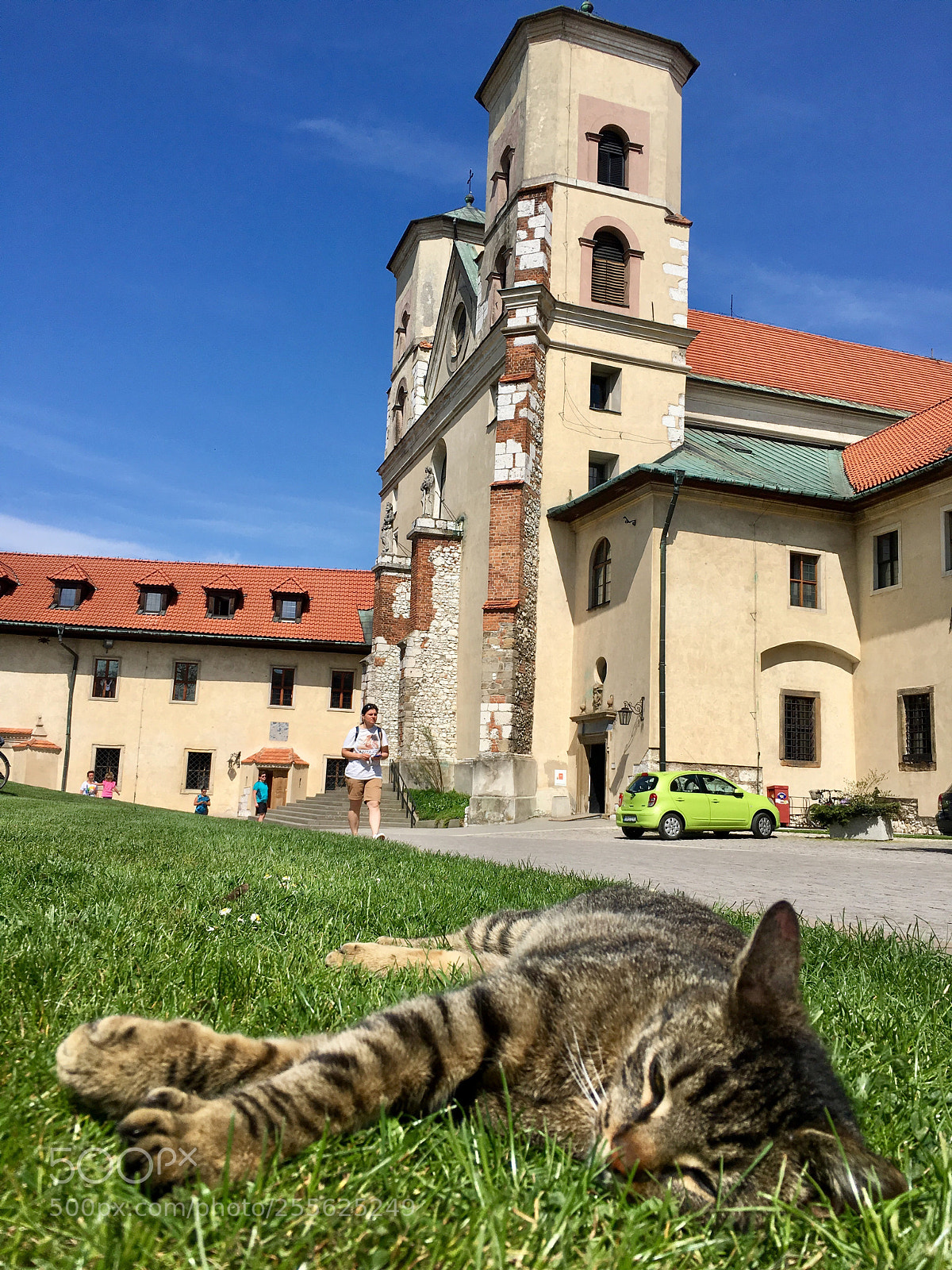 Apple iPhone 6s sample photo. Lazy cat on sunny photography