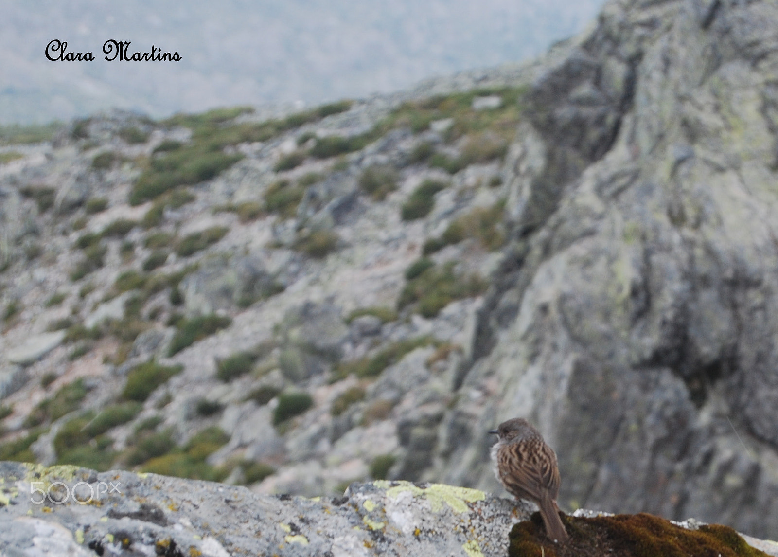 Nikon D60 sample photo. ¿dónde está el pájaro? photography