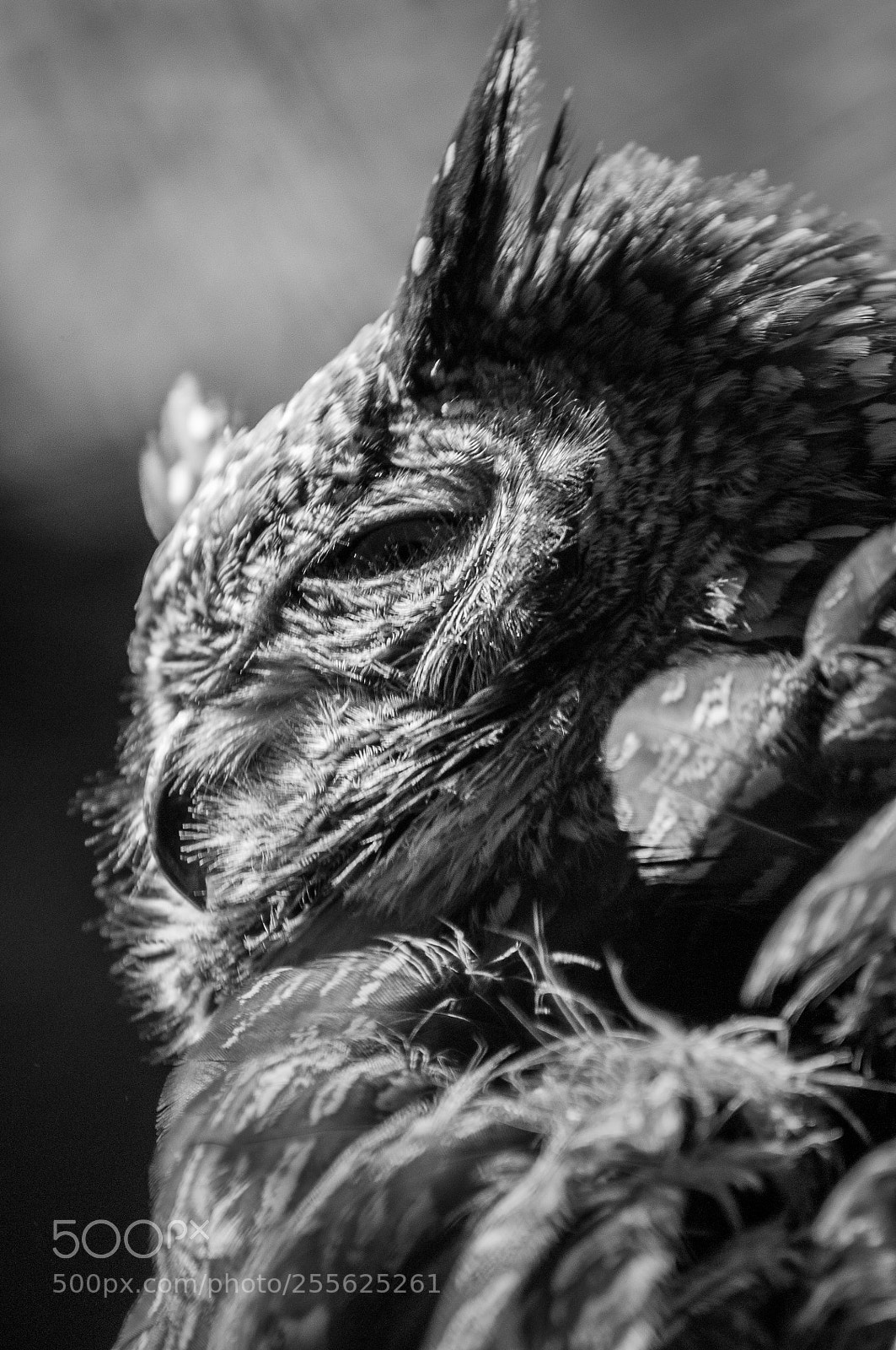 Nikon D90 sample photo. King owl photography