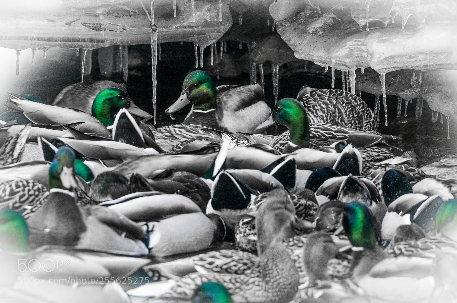 Nikon D300S sample photo. Malards photography
