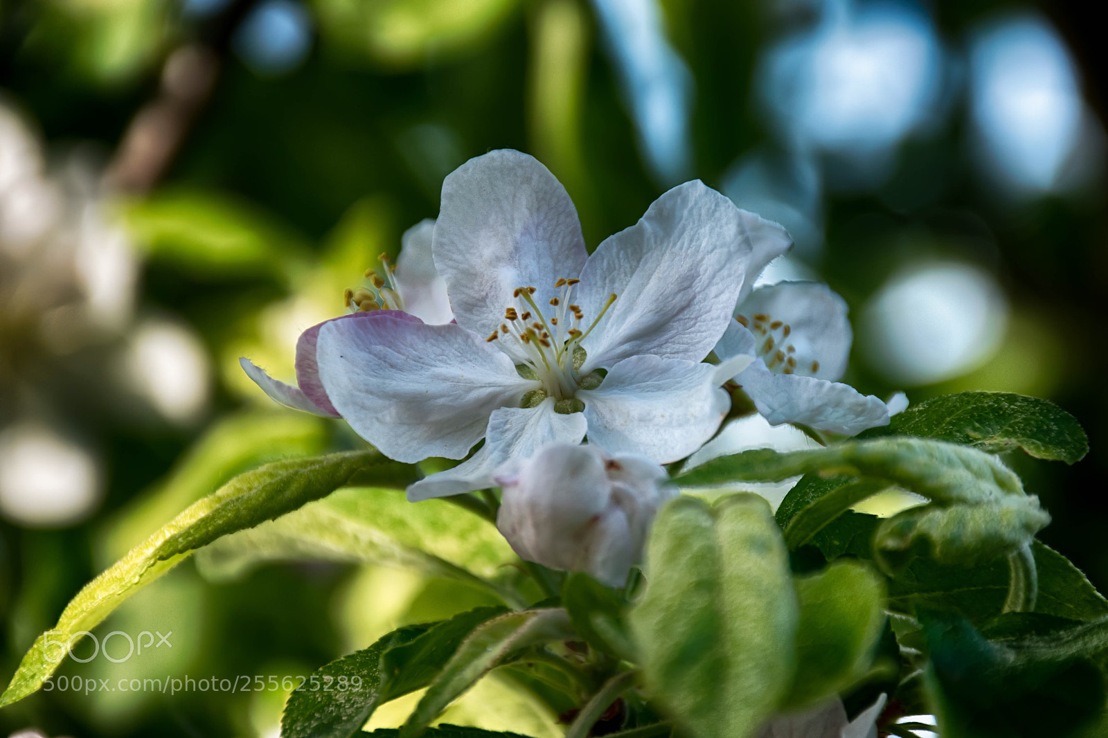 Nikon D5500 sample photo. In garden photography