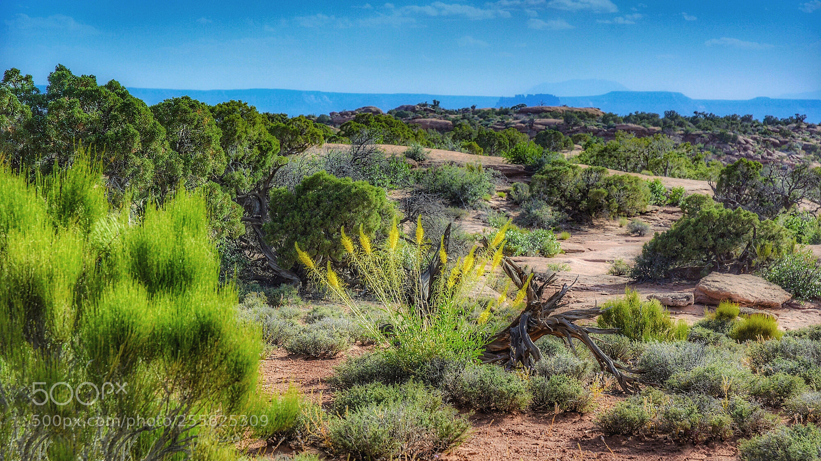 Nikon D5200 sample photo. Garden desert photography