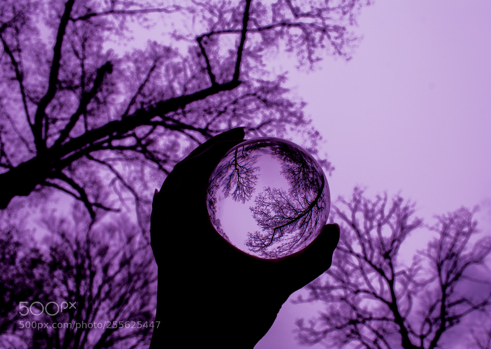 Nikon D60 sample photo. Look through the lavender photography