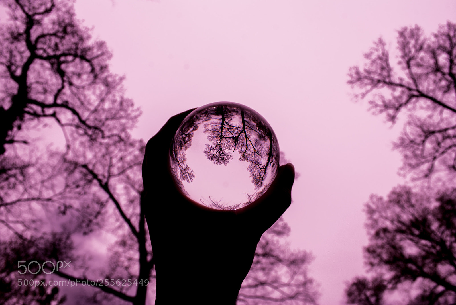 Nikon D60 sample photo. Pink holds the sky photography