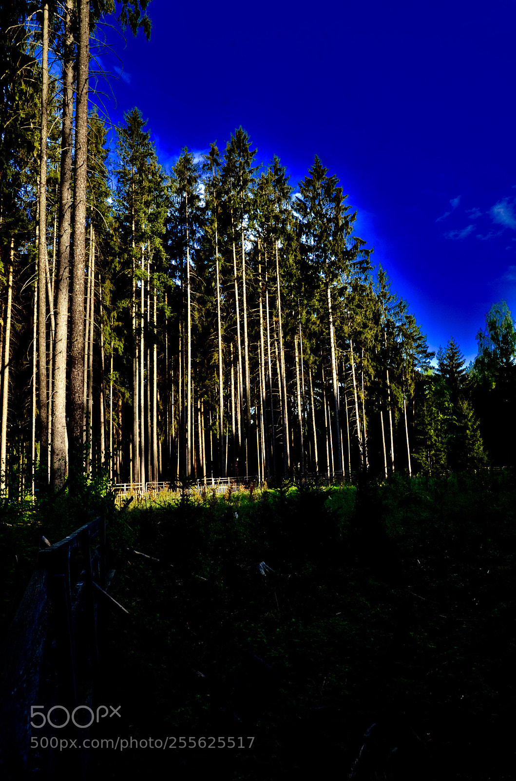 Nikon D5100 sample photo. Sticks photography