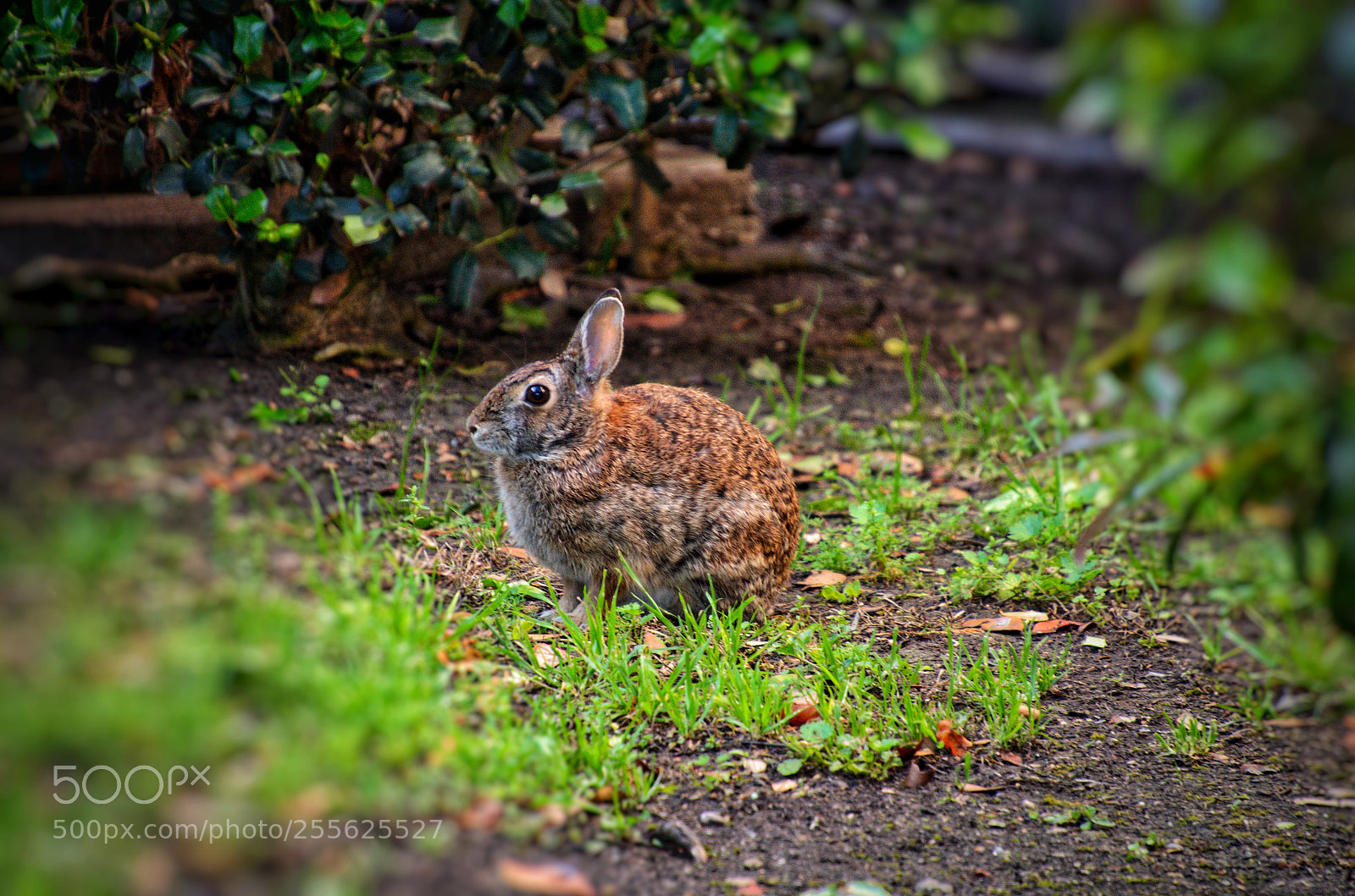 Nikon D5100 sample photo. Good morning photography