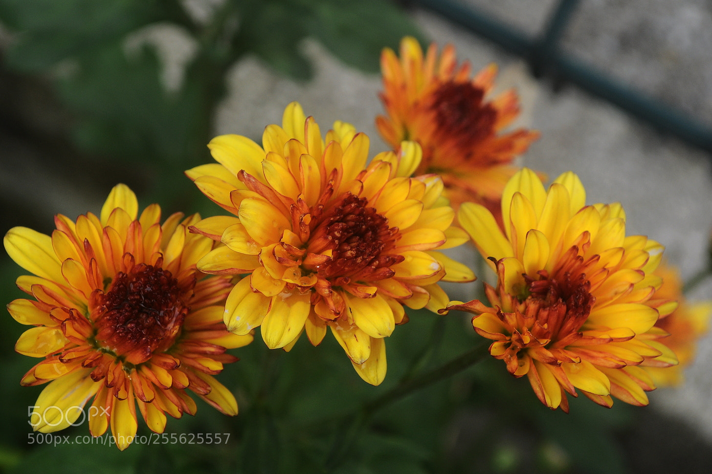 Nikon D5000 sample photo. Flores photography