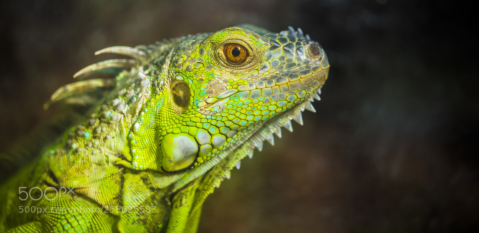Nikon D800 sample photo. Green iguana  photography