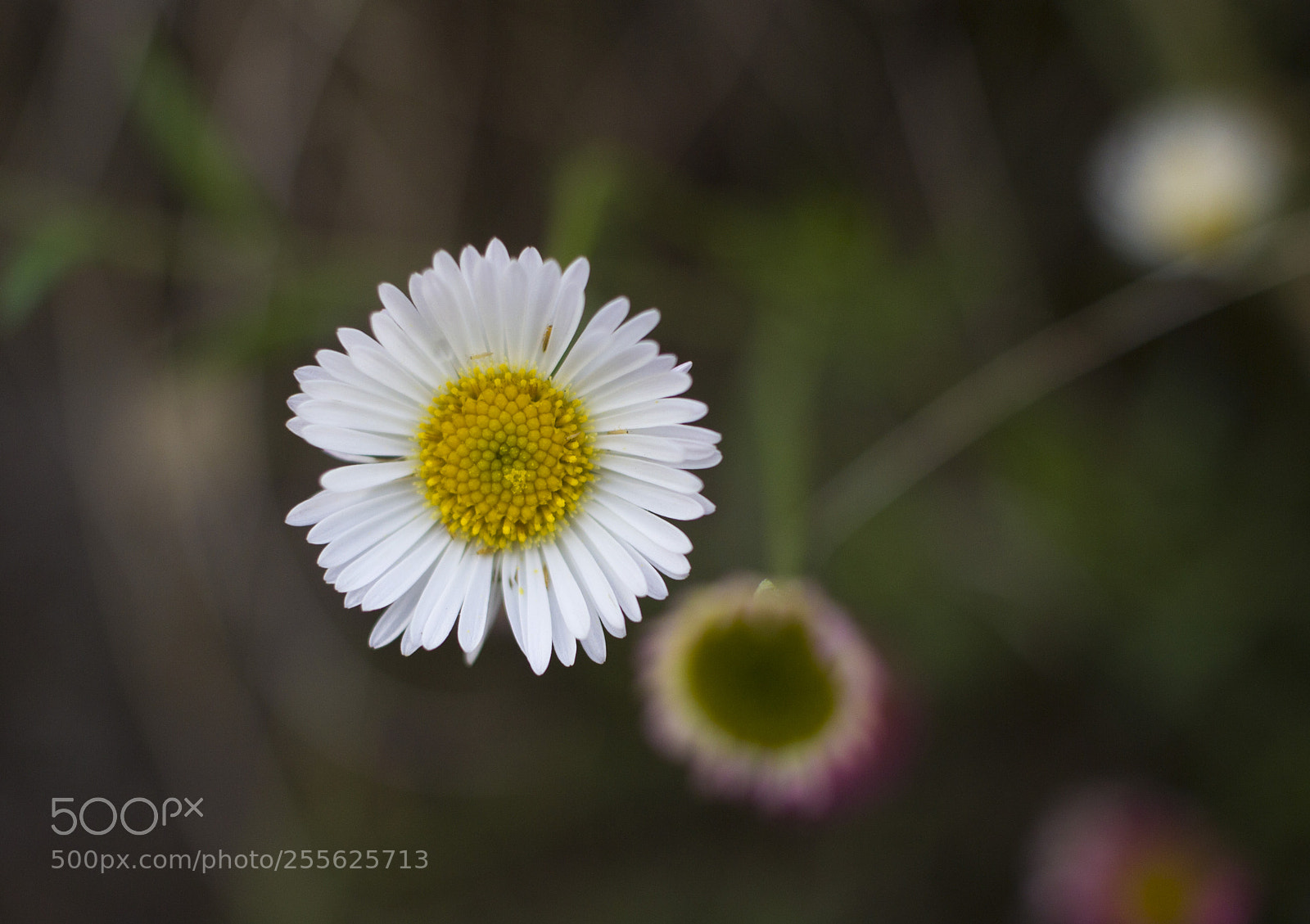 Canon EOS 600D (Rebel EOS T3i / EOS Kiss X5) sample photo. White and yellow photography