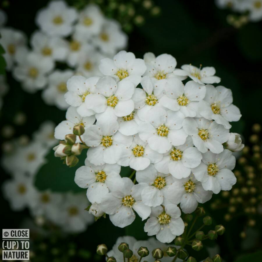 Samsung NX500 sample photo. Spirée de van houtte photography